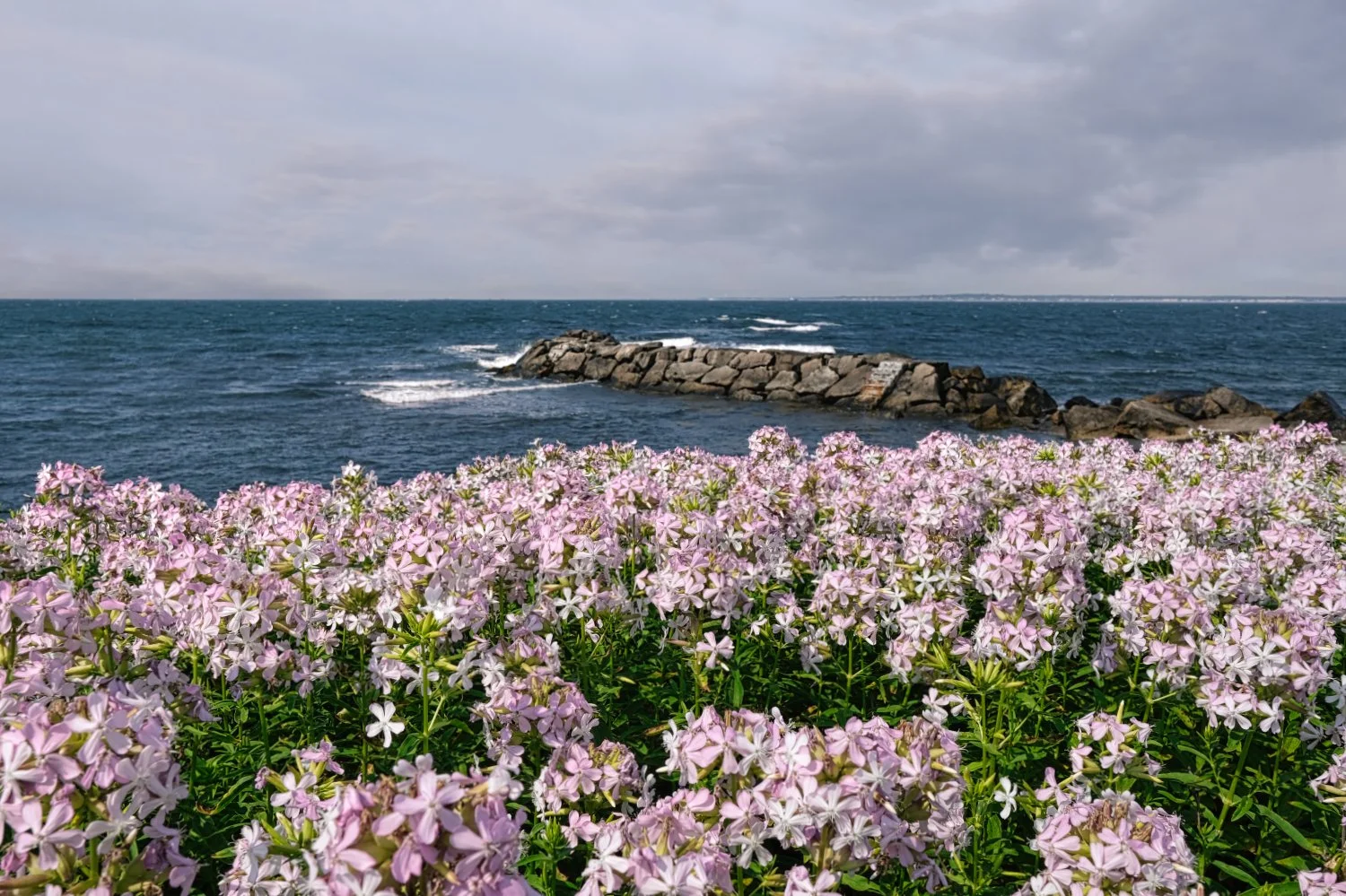 Pink and white flowers in the foreground with a rocky pier extending into the ocean and cloudy sky in the background.