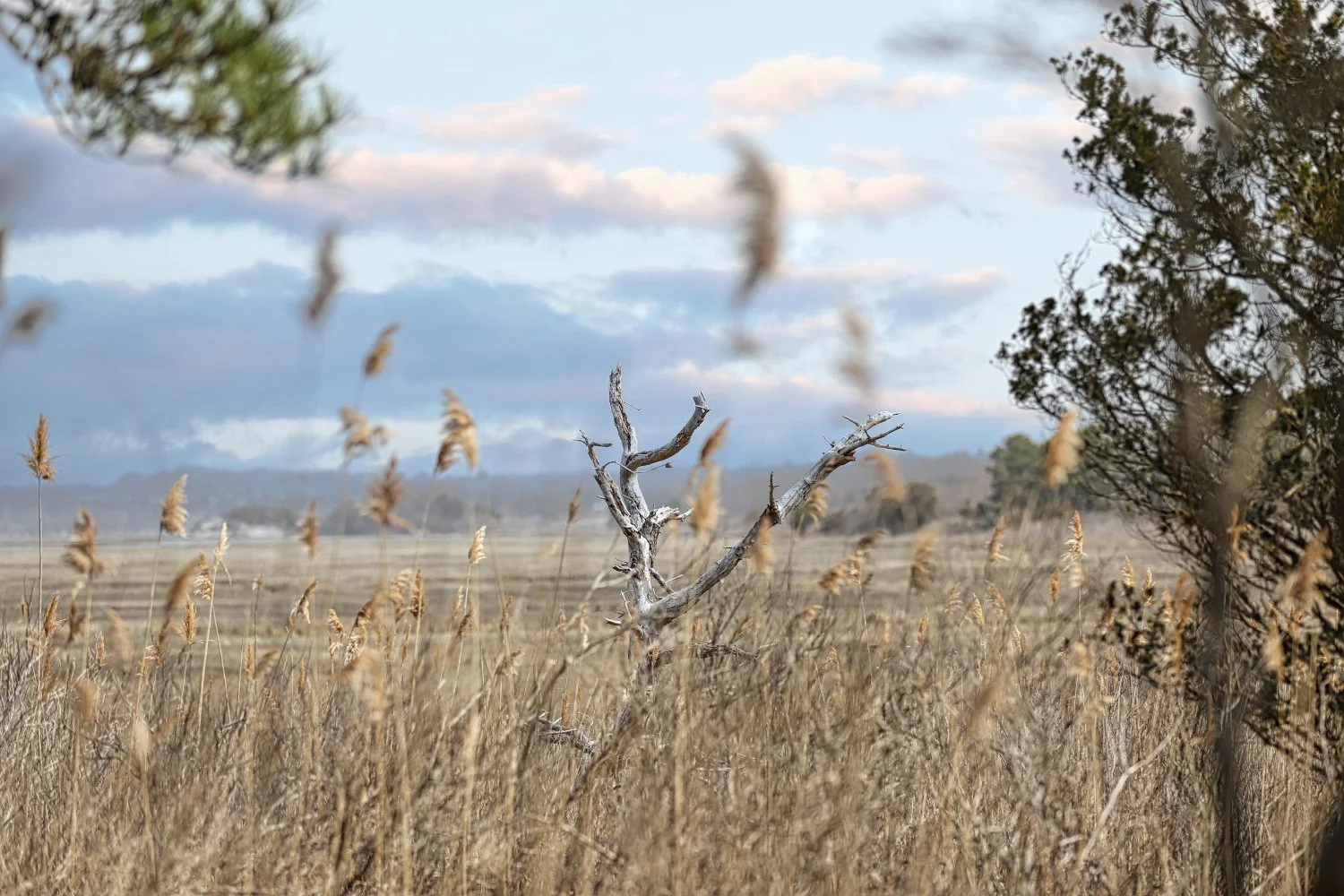 A dry, leafless tree stands in a field of tall, golden grass with a cloudy sky in the background.