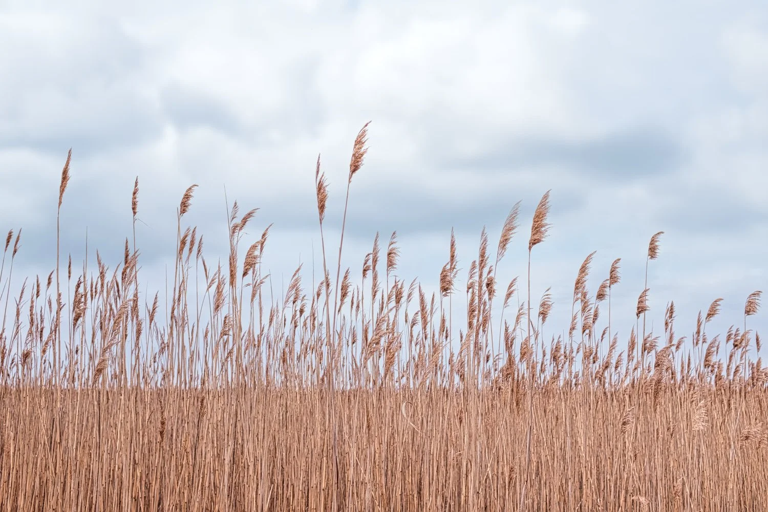Sea of tall, golden-brown reeds or grasses under a cloudy sky.