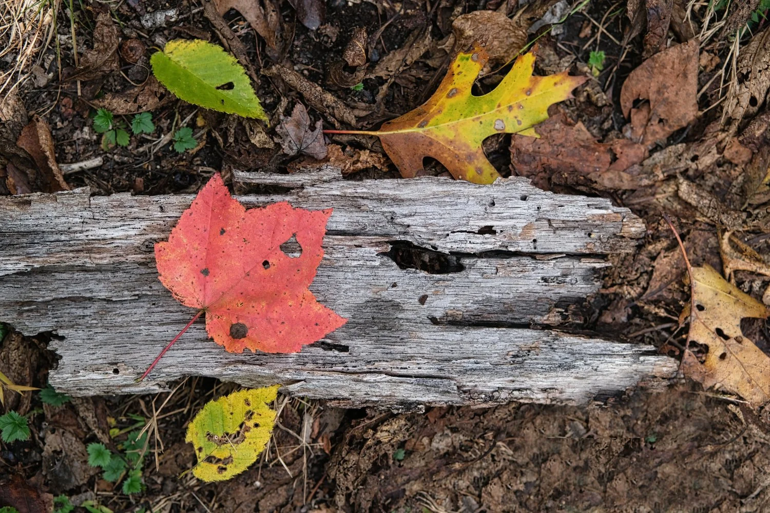 A fallen red maple leaf with holes resting on a weathered gray wooden log surrounded by brown soil and yellowish and green leaves.