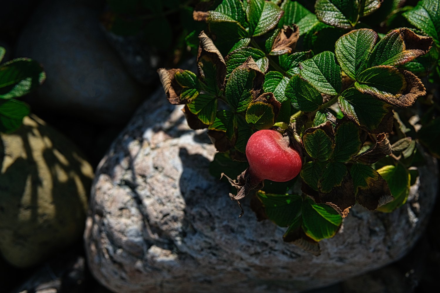 A ripe red raspberry growing among green leaves on a plant, with rocks in the background.