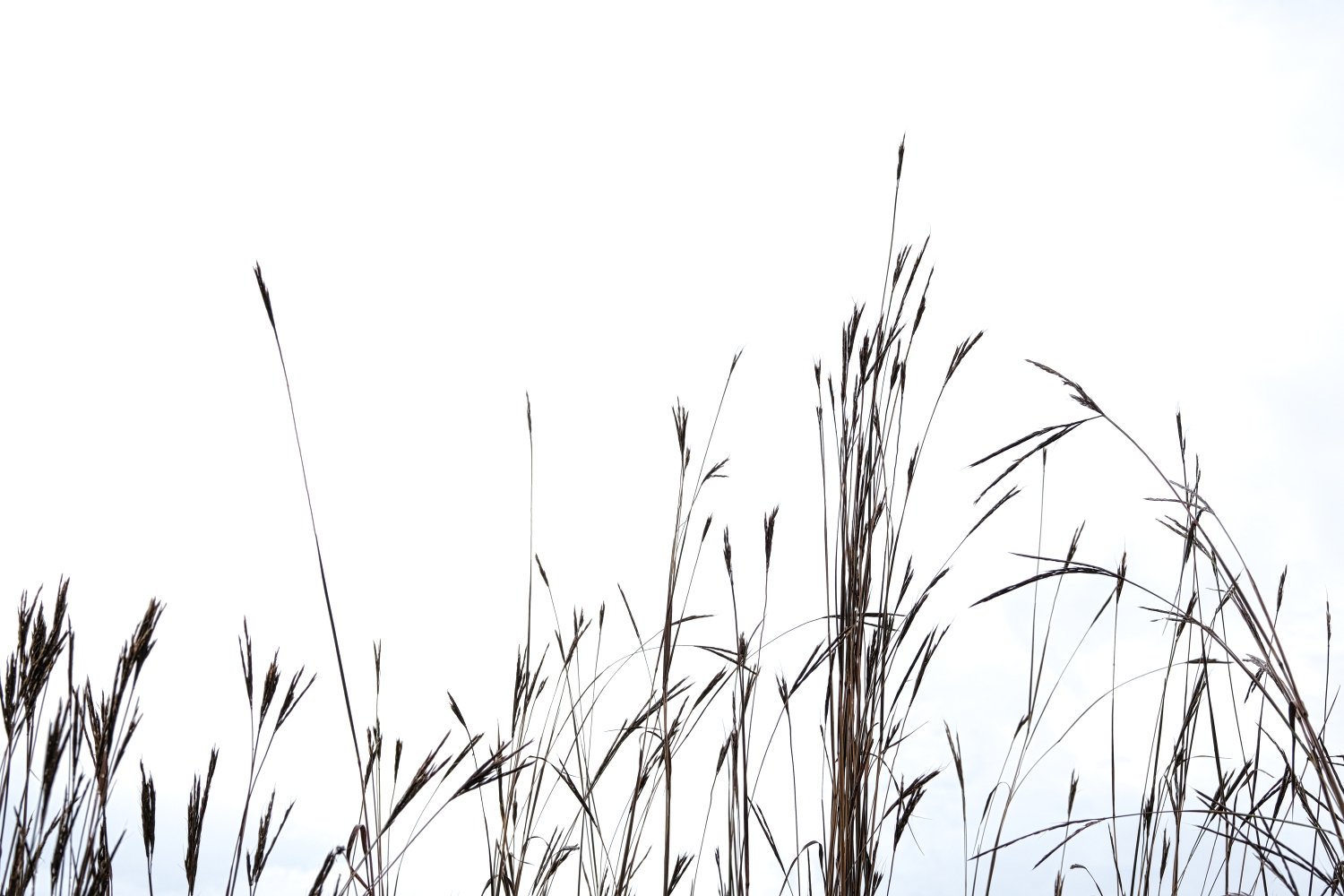 Tall, dry grass stalks against a white sky.