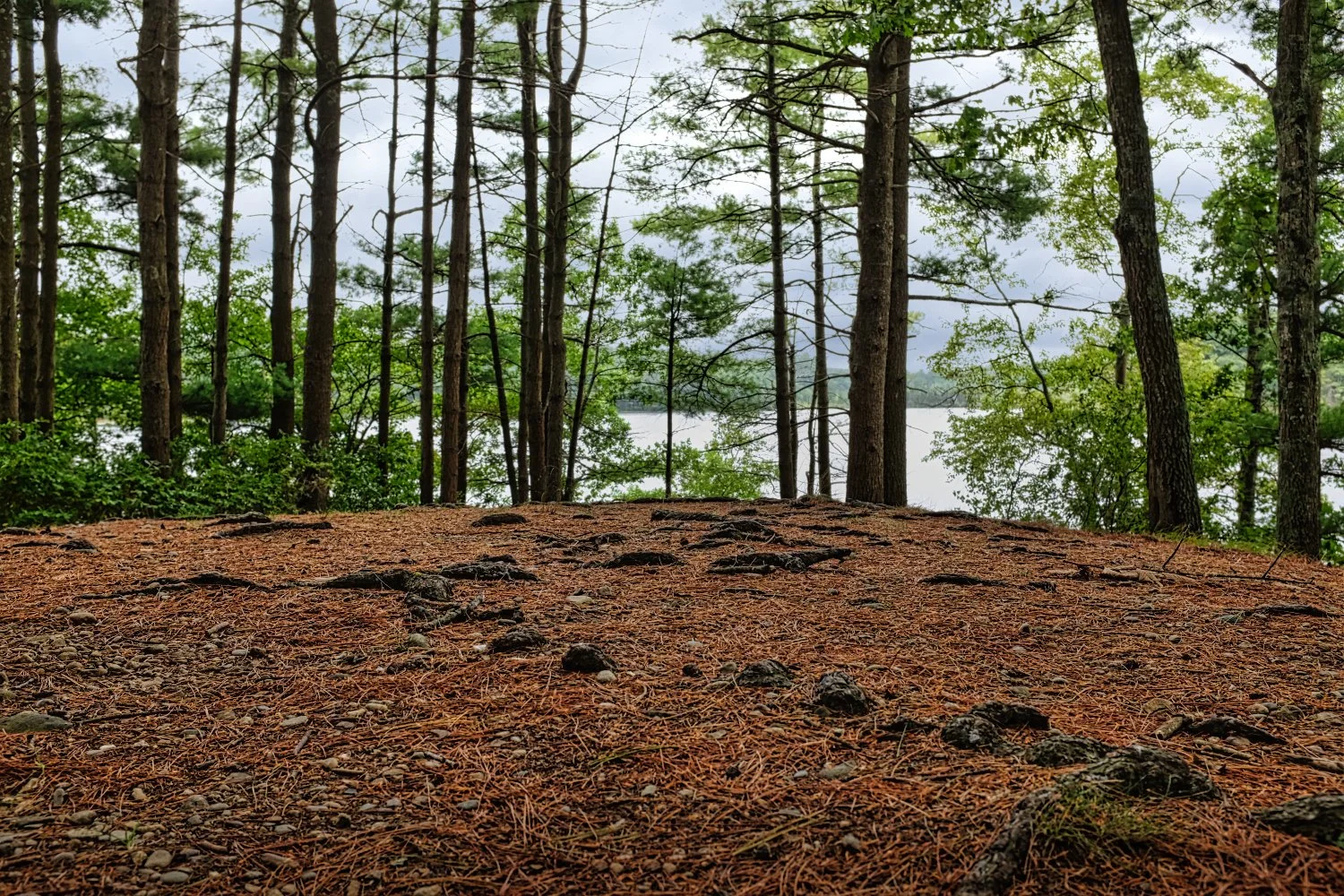 A forest ground covered with brown pine needles and scattered rocks, overlooking trees and a body of water in the background on a cloudy day.