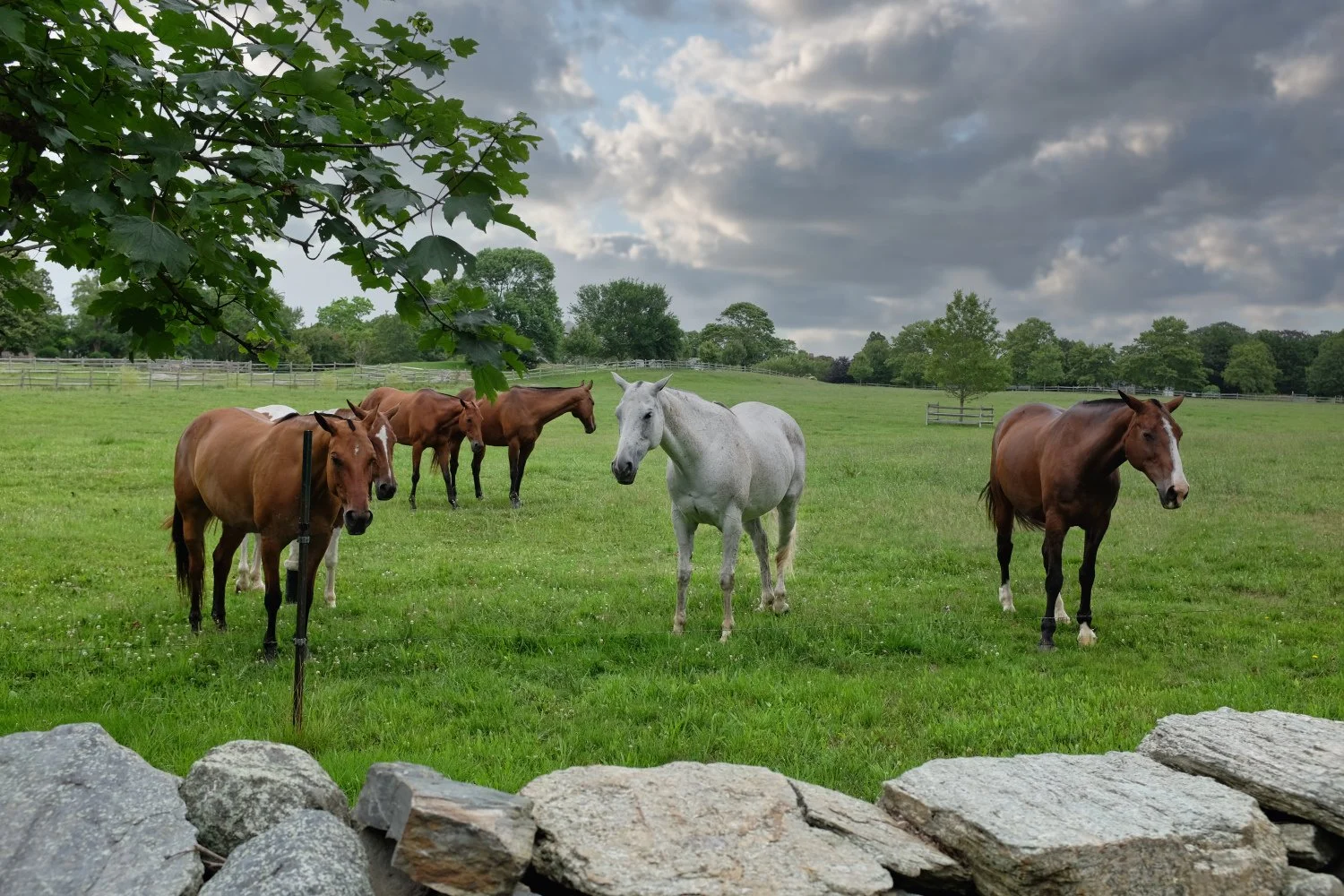 Six horses standing on a grassy field with trees and a fence in the background, under a partly cloudy sky.