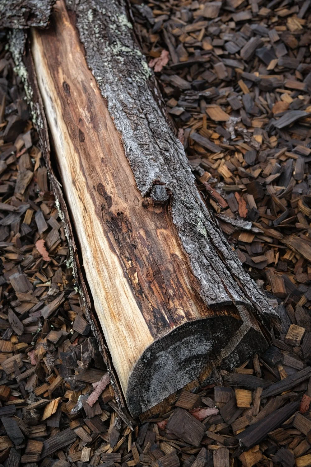A fallen tree log with rough bark lies on dark brown wood chips.
