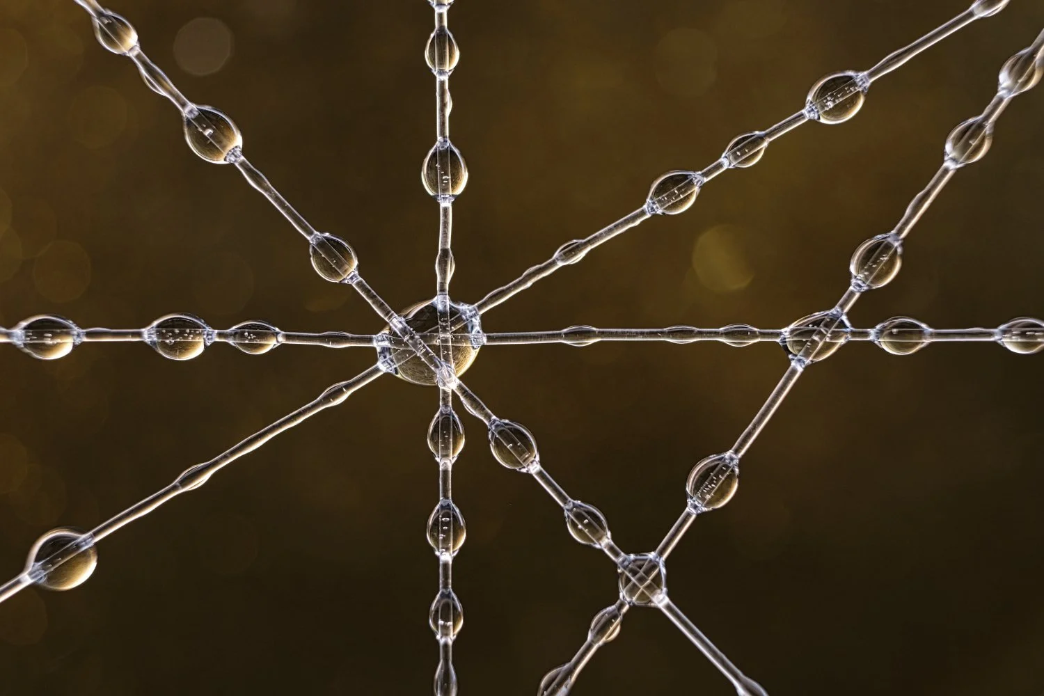 Close-up of a water spider web with dew droplets on the silk strands, set against a blurred brown background.