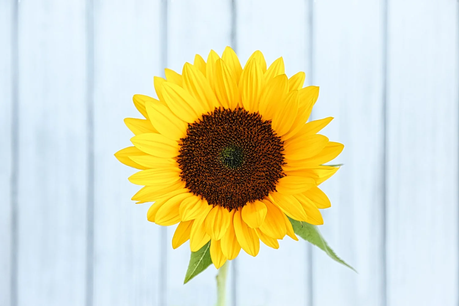 A single sunflower with bright yellow petals and a dark center, set against a light blue wooden background.