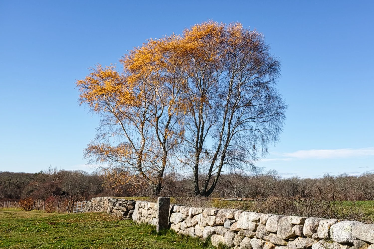 A leafless tree with yellow and orange autumn leaves stands behind a stone wall under a clear blue sky.