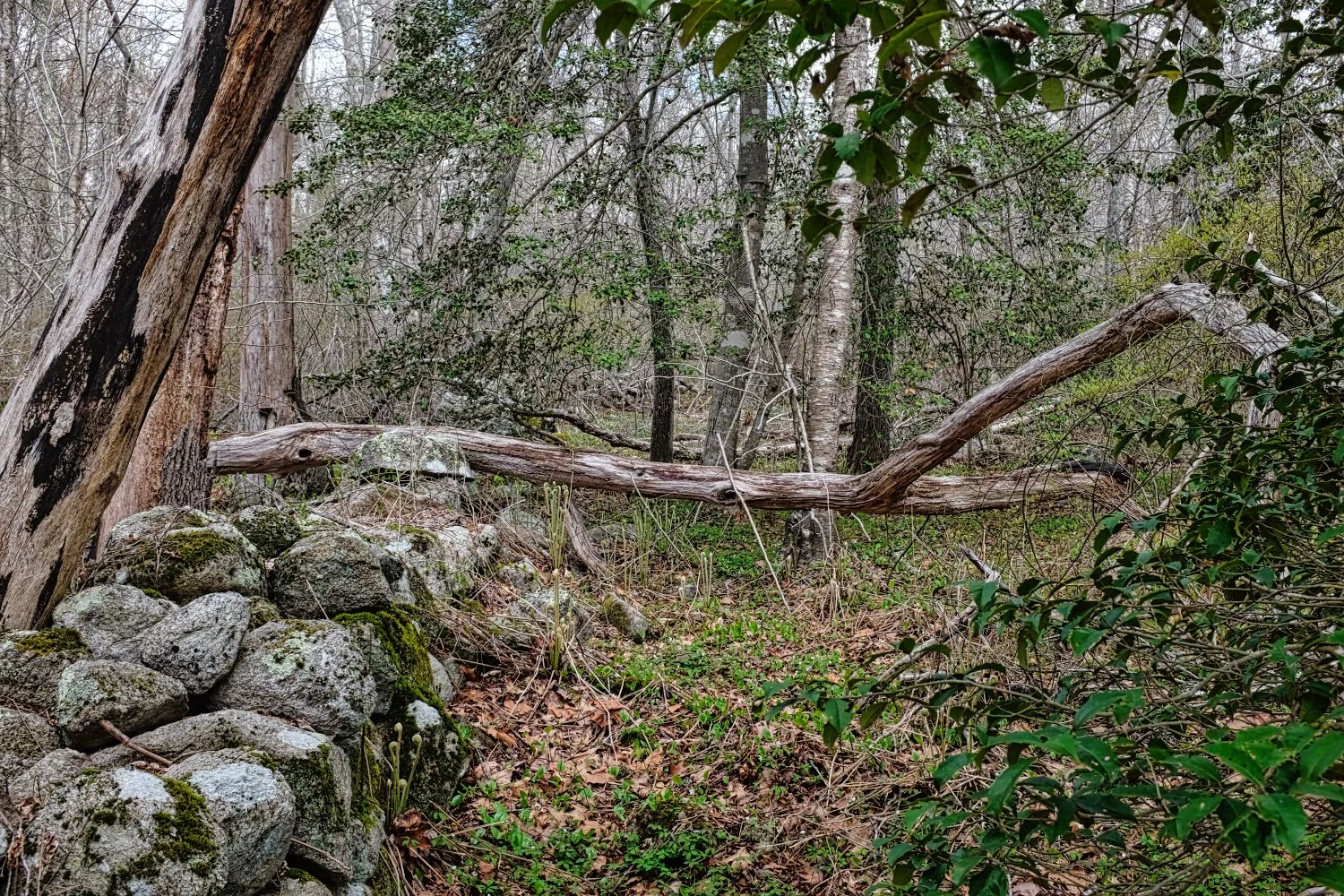A wooded forest area with a fallen tree resting on rocks and surrounded by dense foliage and bare trees.