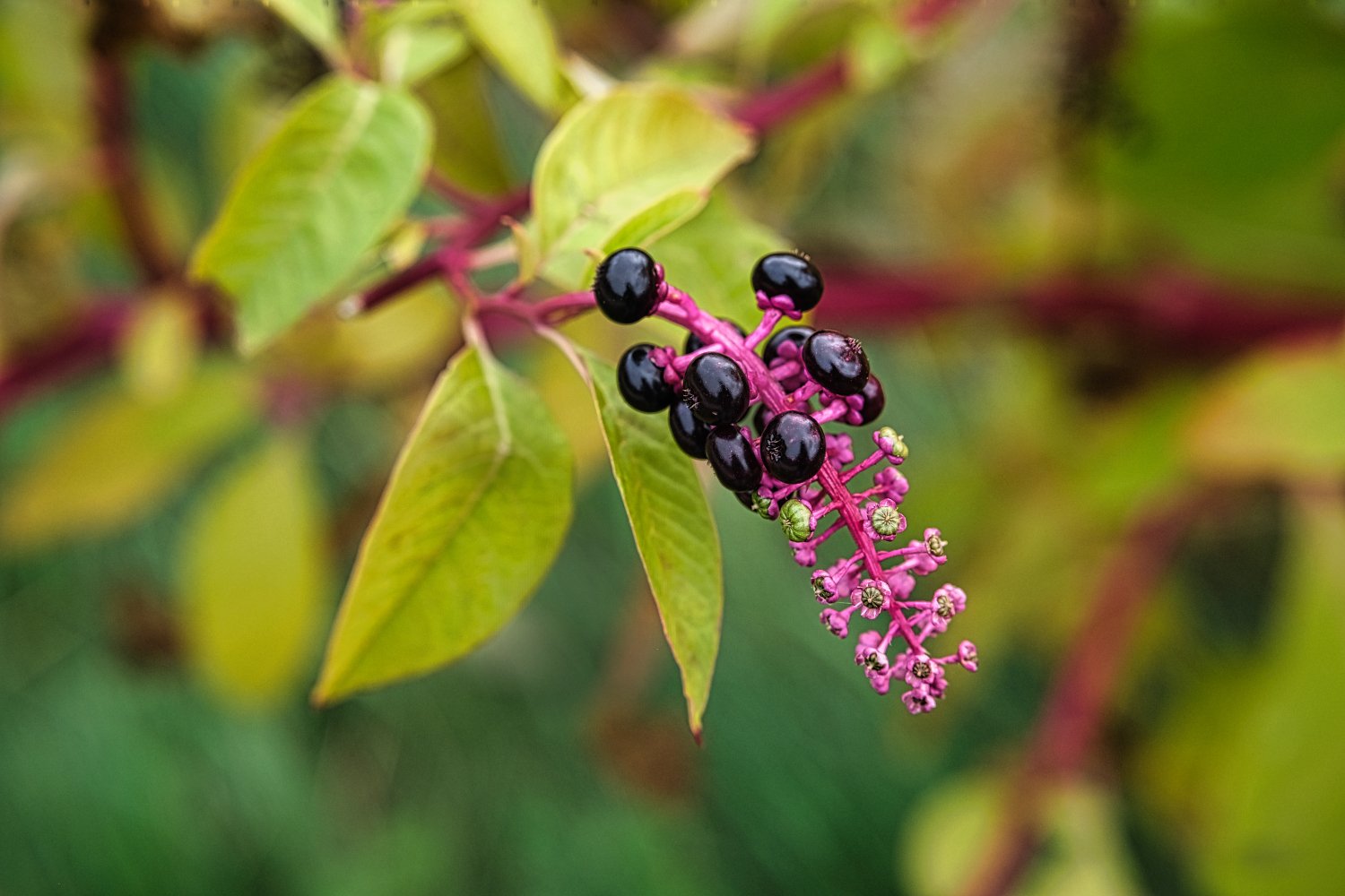 Close-up of a cluster of shiny black berries on a pink stem among green leaves.