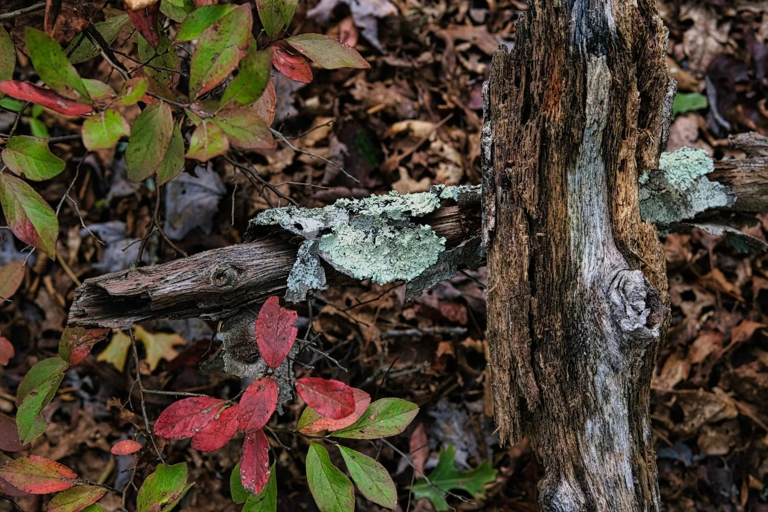 Close-up of a fallen, weathered tree branch with patches of green and gray lichen, surrounded by leaves in shades of green, red, and brown on forest floor.