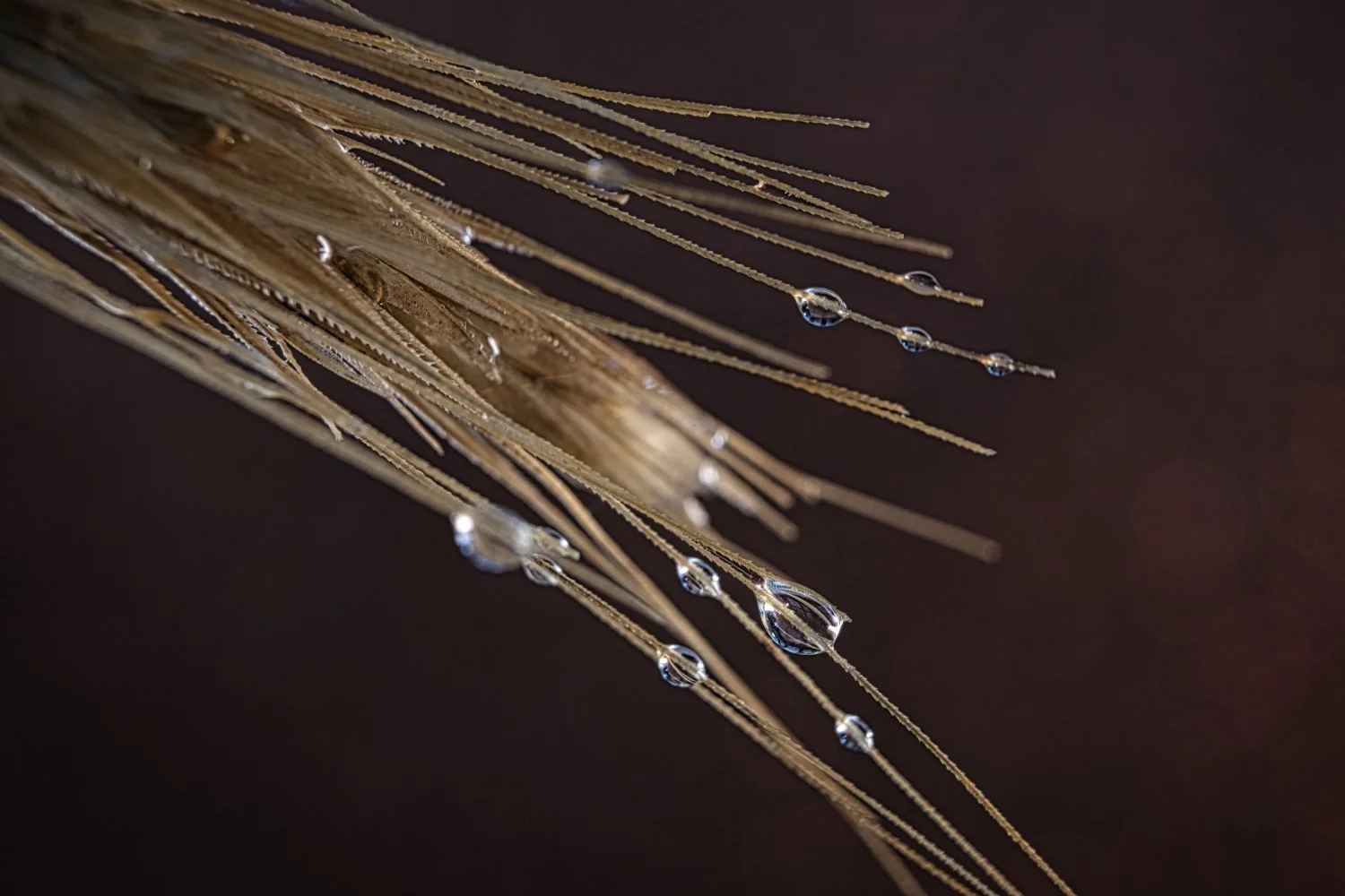 Close-up of a plant stem with water droplets on thin, dry, brown leaves against a dark background.