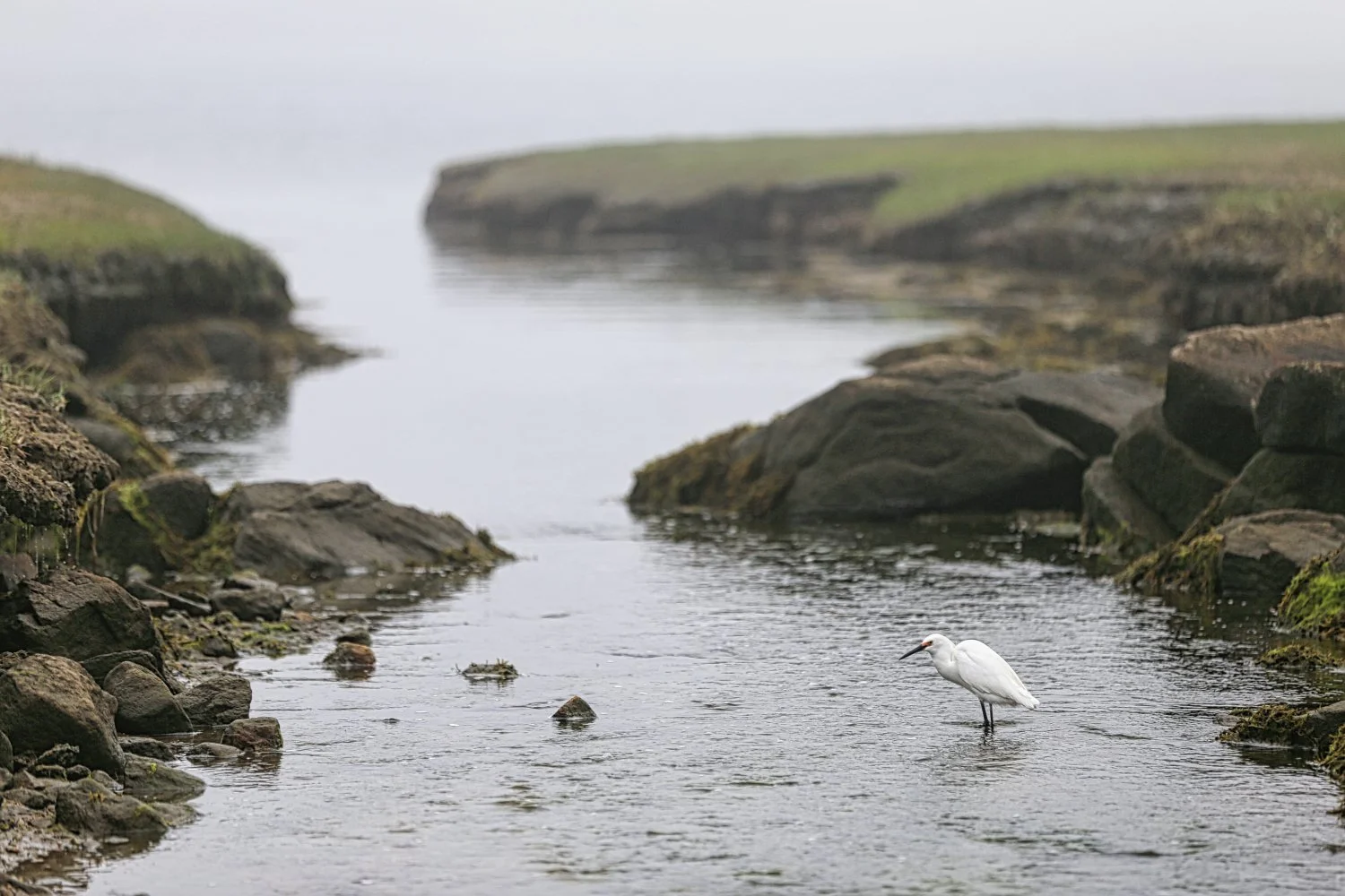 A white heron stands in shallow water near rocky shores with moss, with a calm, misty landscape in the background.