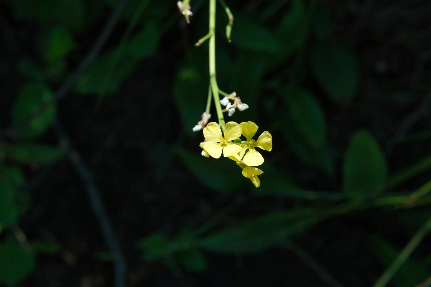 A small cluster of yellow flowers hanging from a green stem, surrounded by dark green leaves.