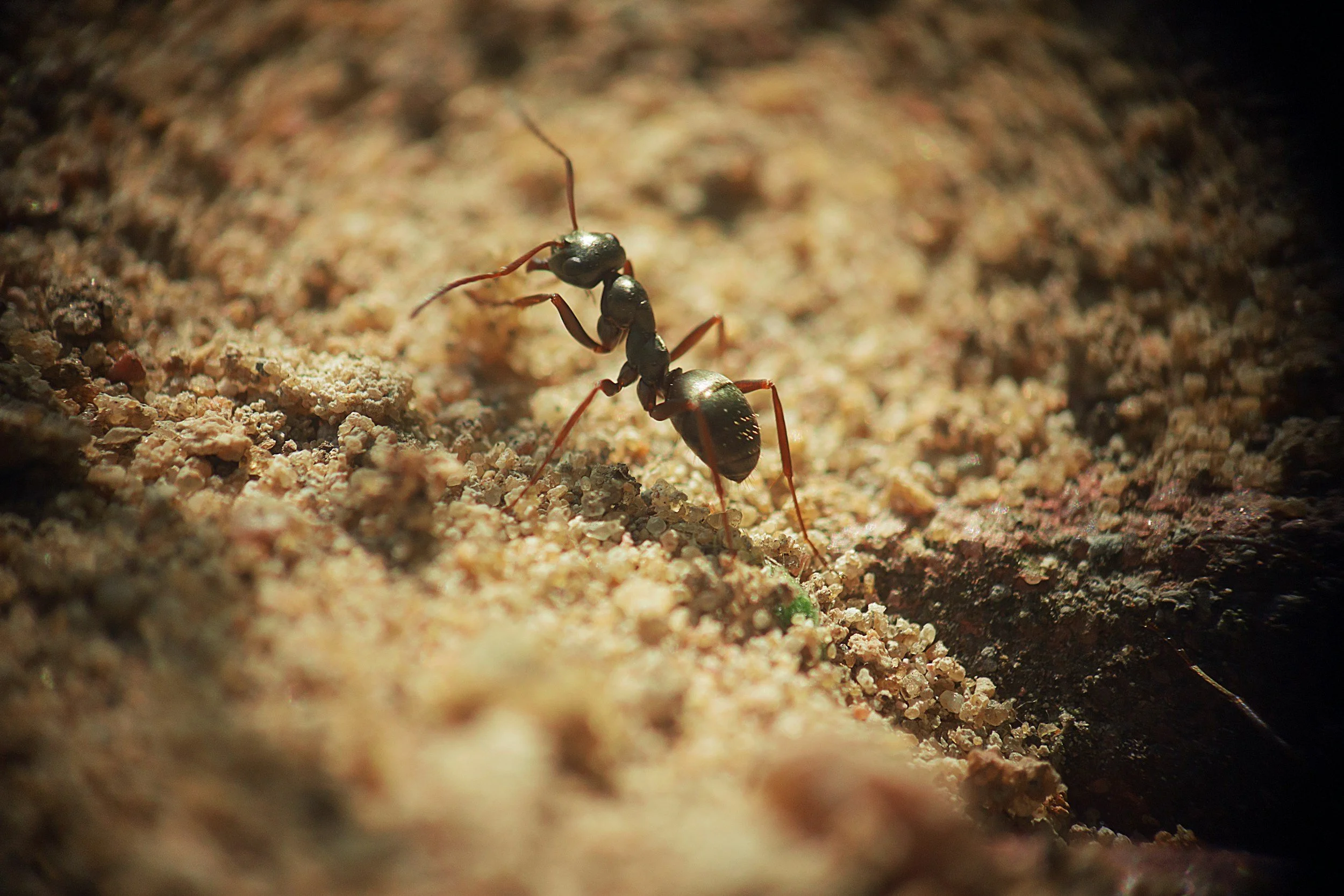 Close-up of a black ant walking on a sandy surface.