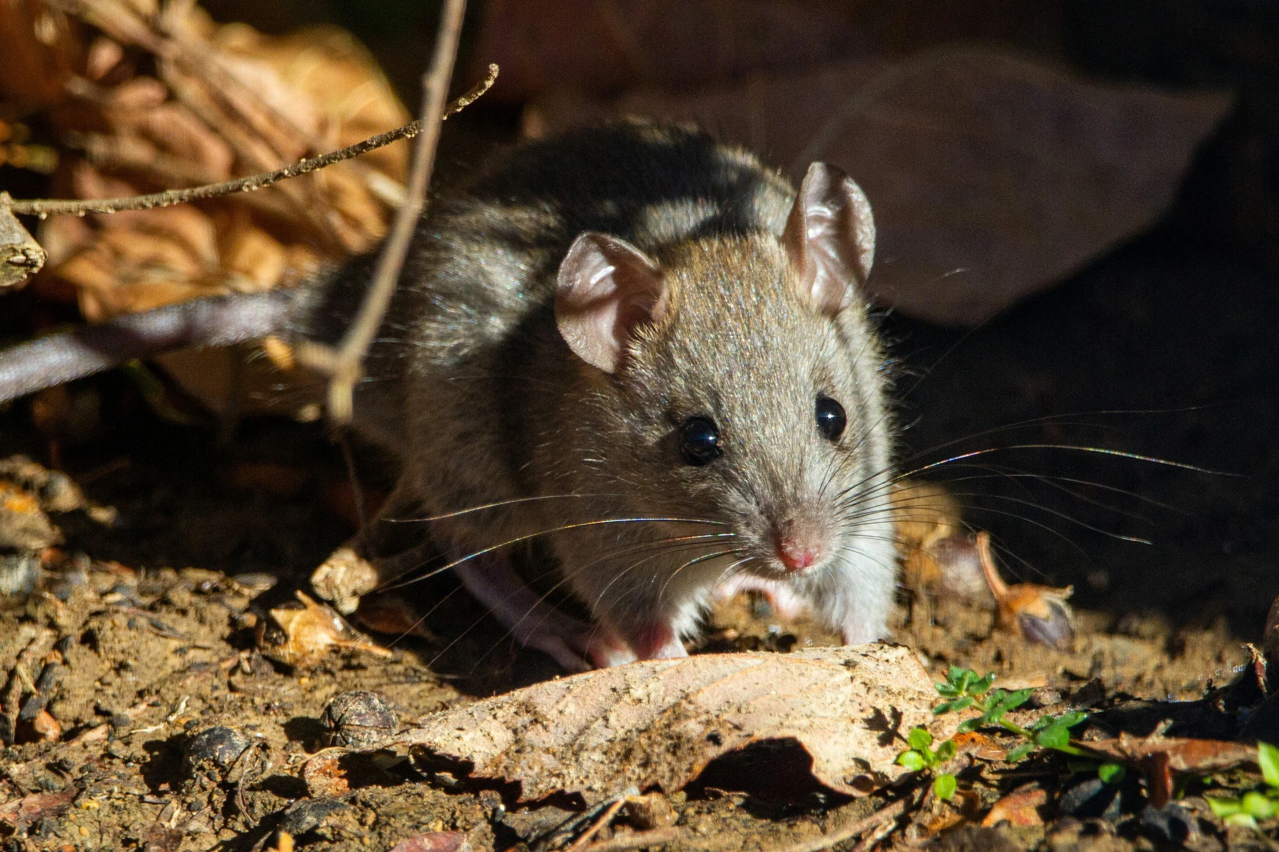 A close-up of a small mouse with gray and brown fur, large ears, and black eyes, emerging from a hole in the ground surrounded by soil, small twigs, and some green plants.