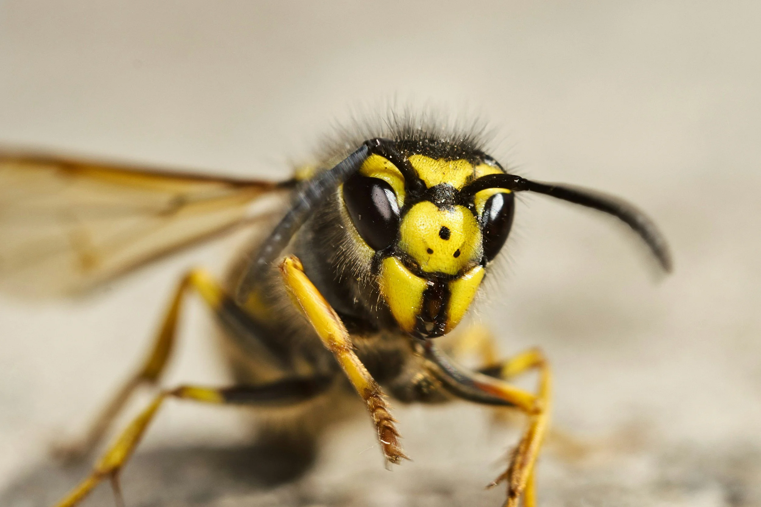 Close-up of a wasp's face showing black and yellow markings, large compound eyes, and antennae.