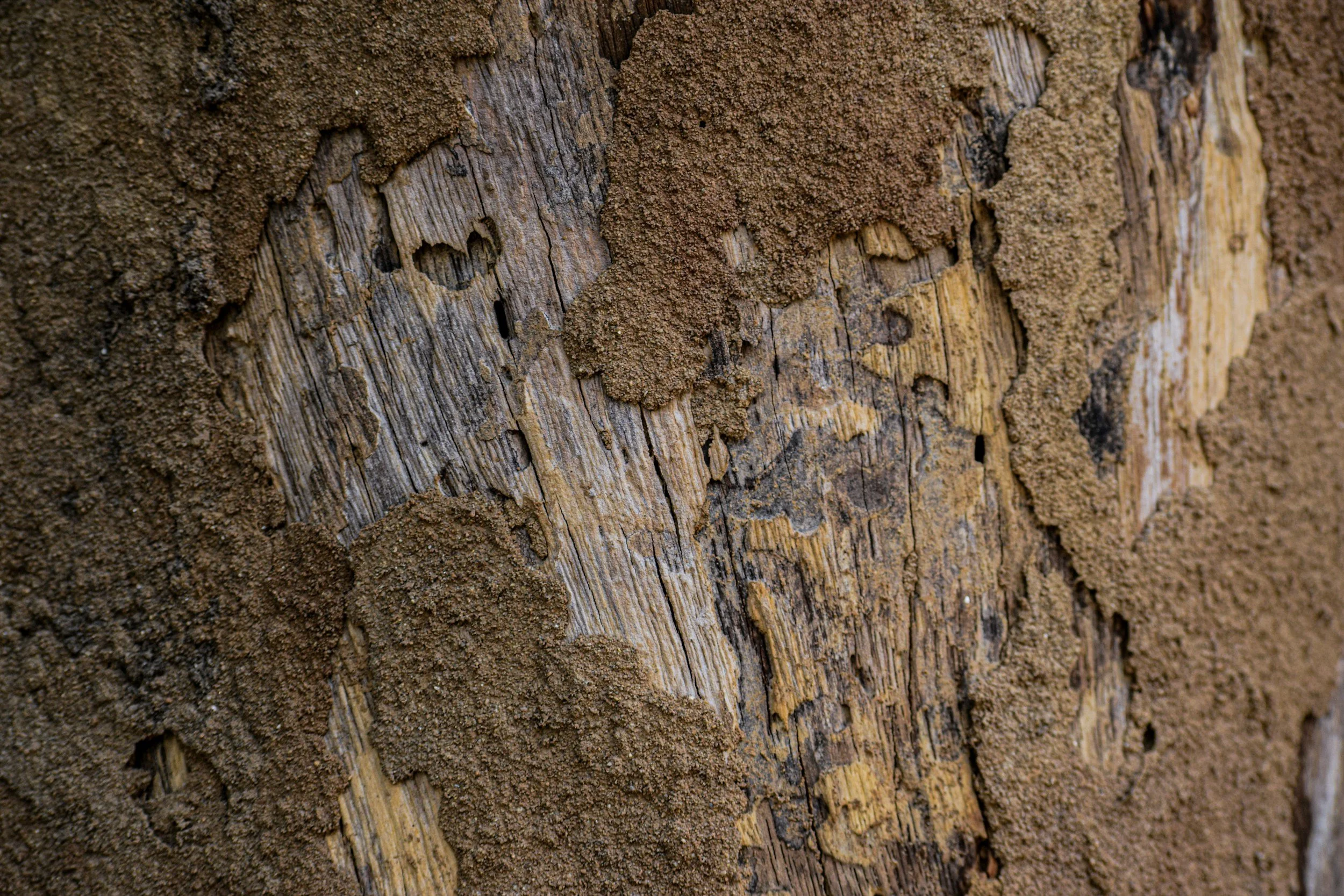 Close-up of weathered wood with patches of dirt.