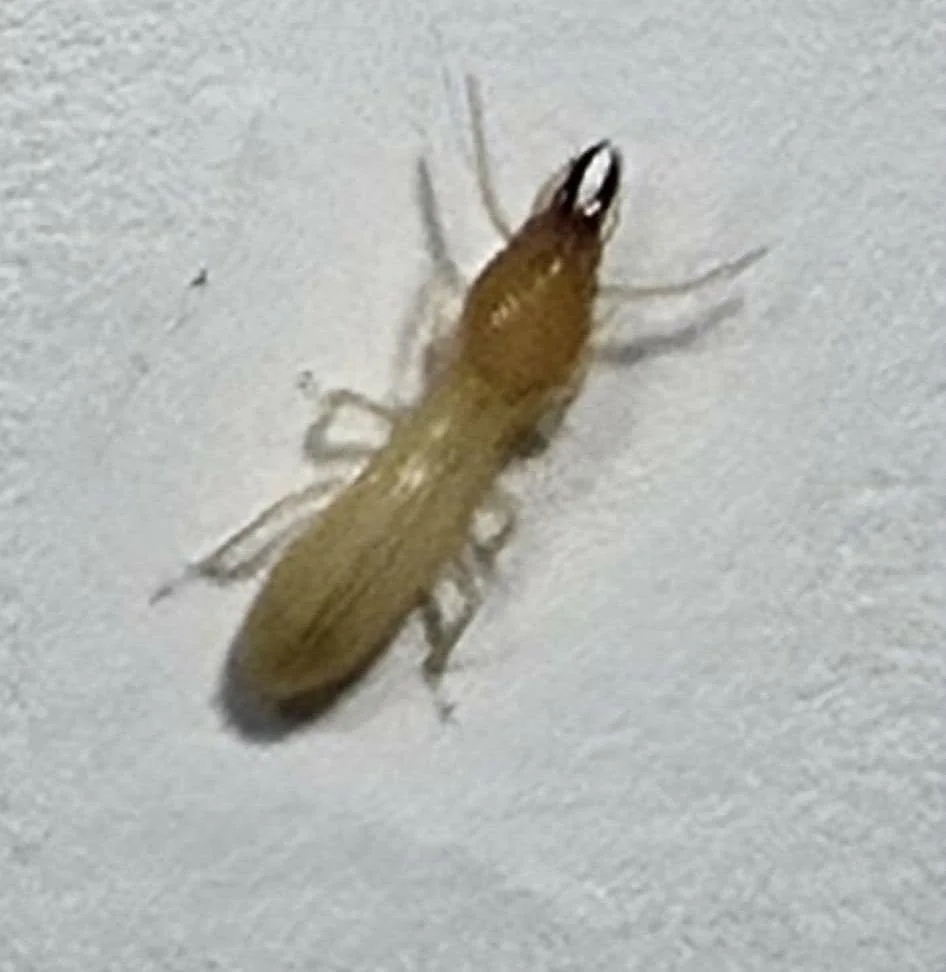 Think You Might Have Termites? What to Do?—and What to Avoid?