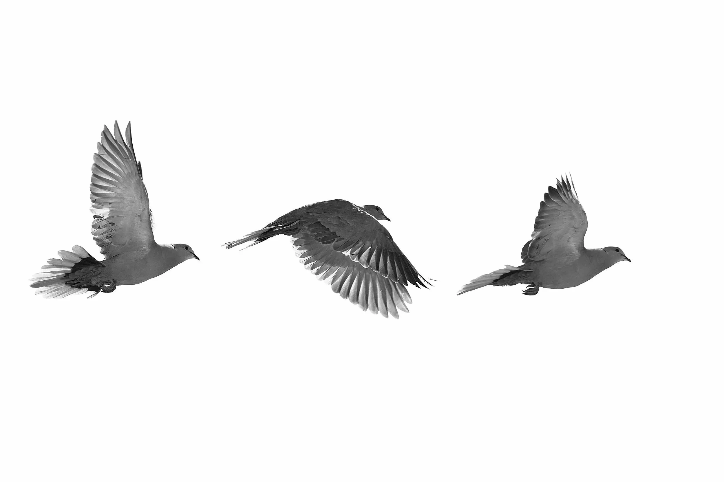 flyinmotion%40francescolamantia6.jpg