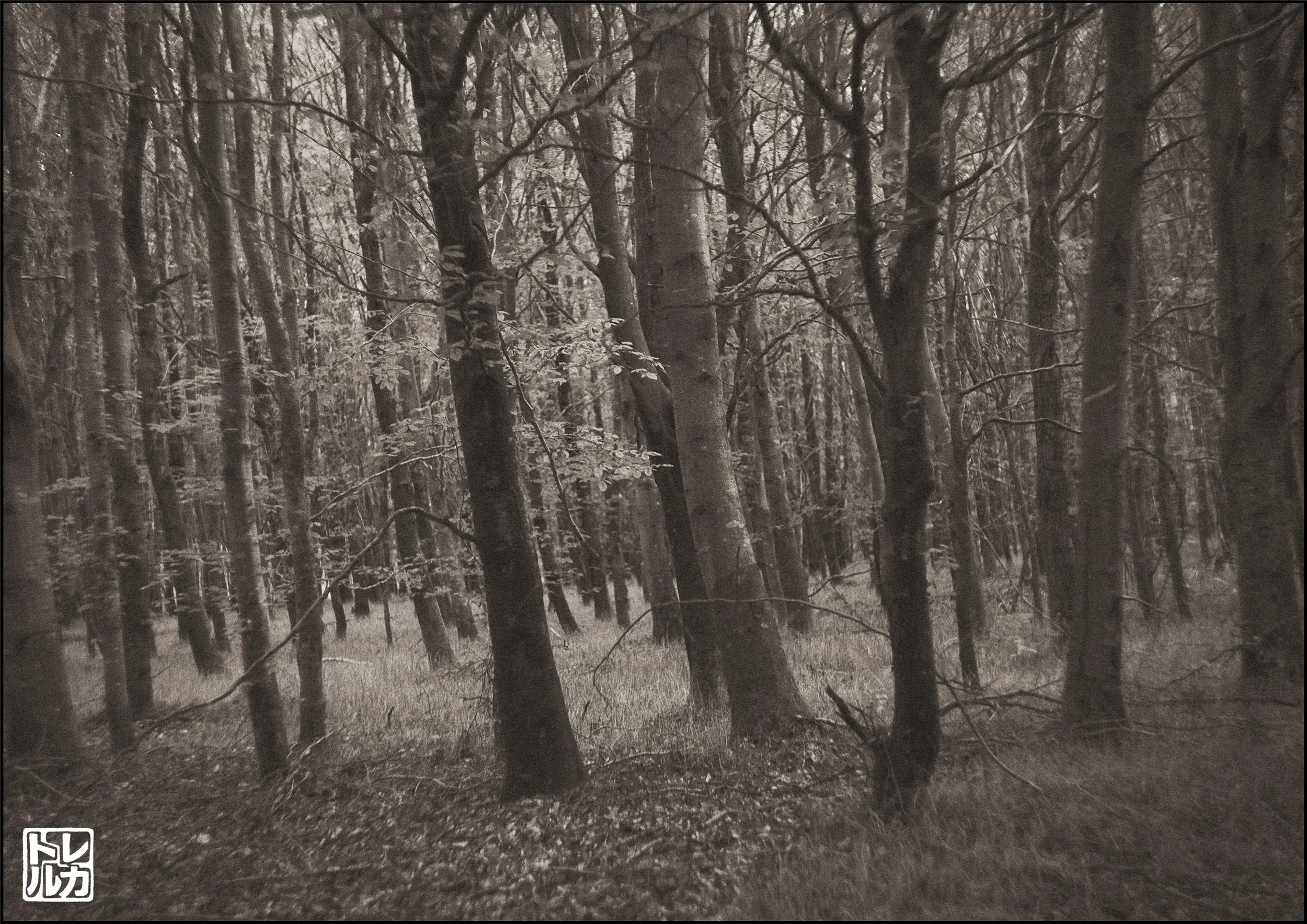 Haikus & Silence