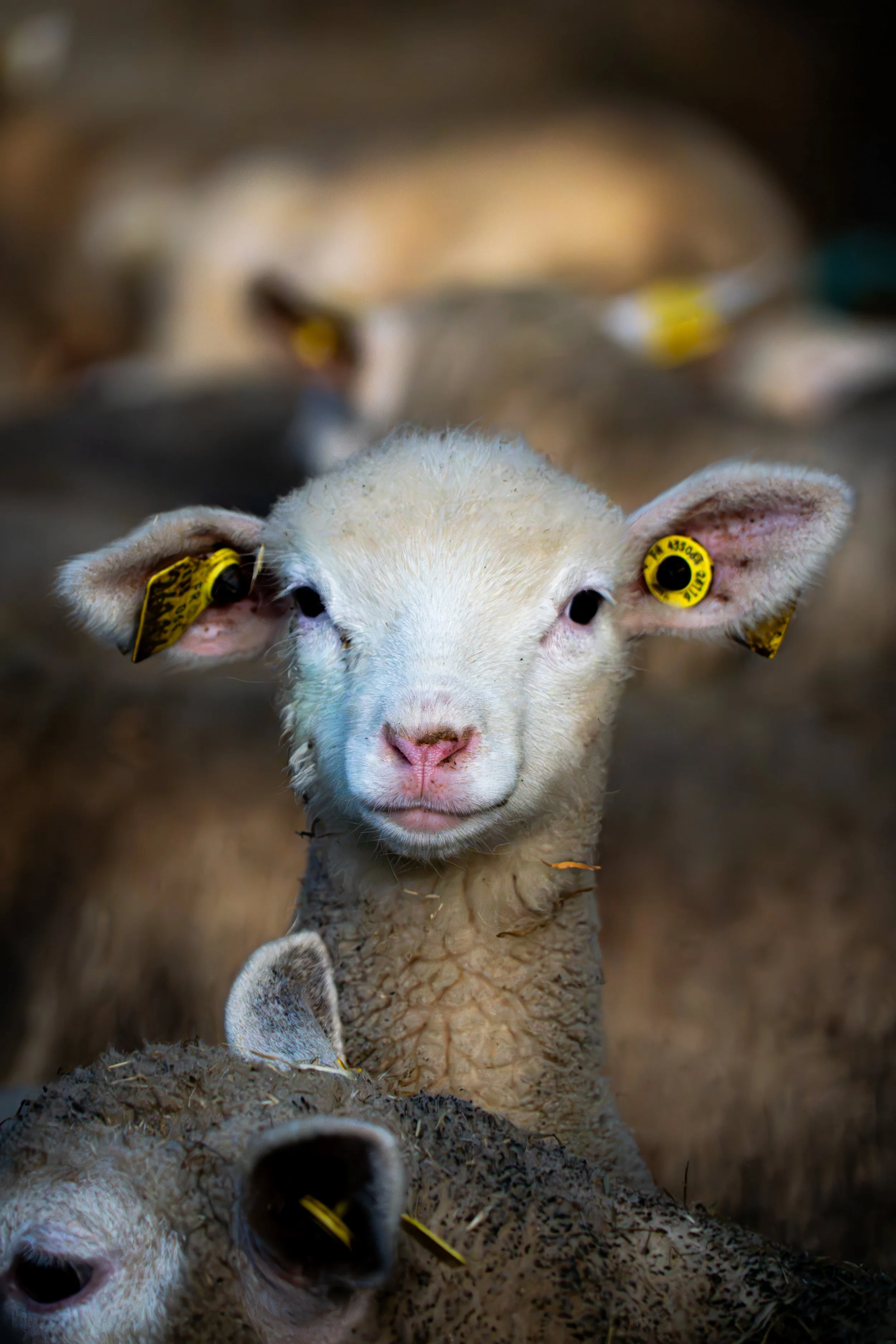 La tonte des moutons est un acte de soin !