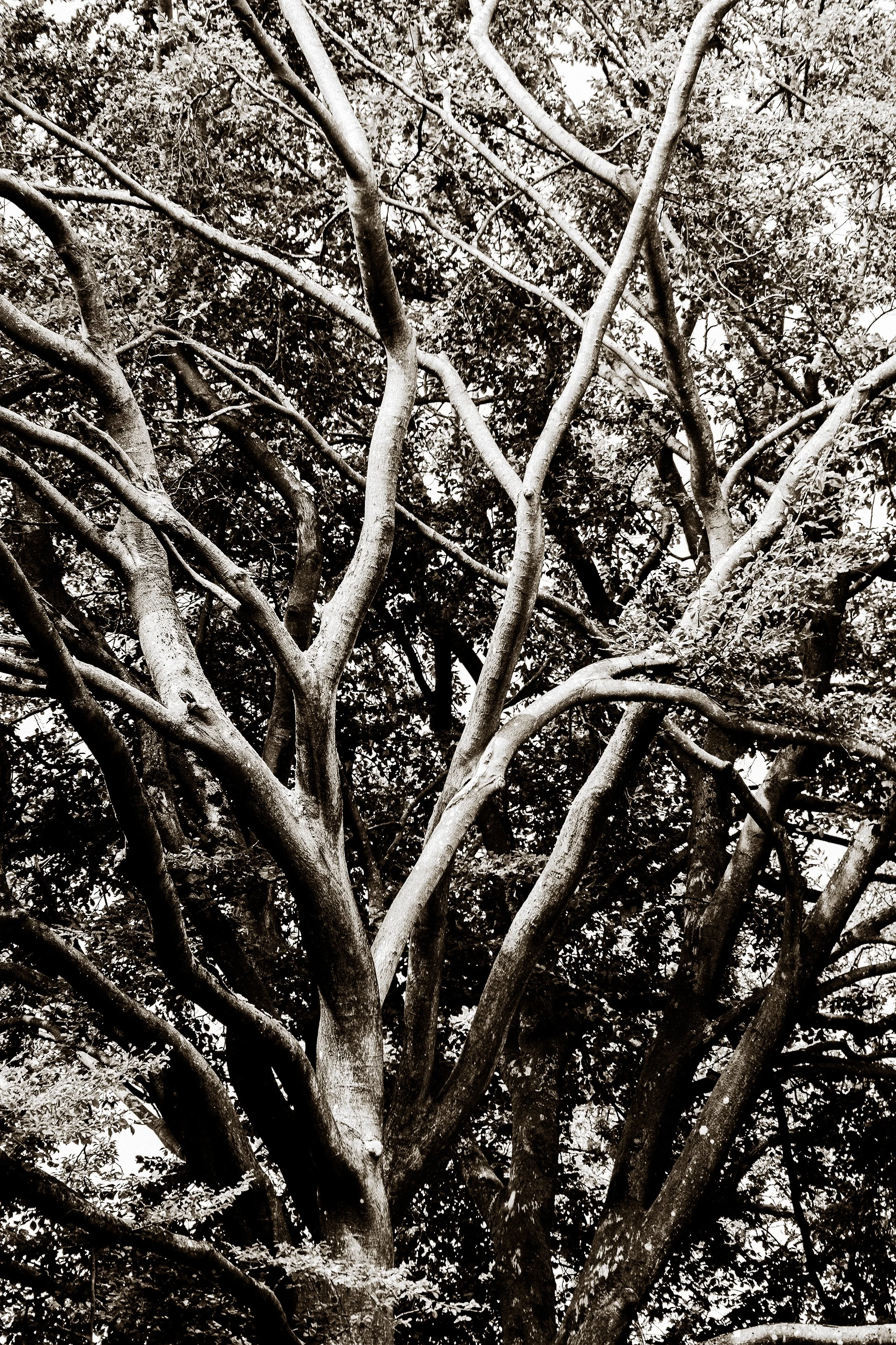Branchitude.jpg