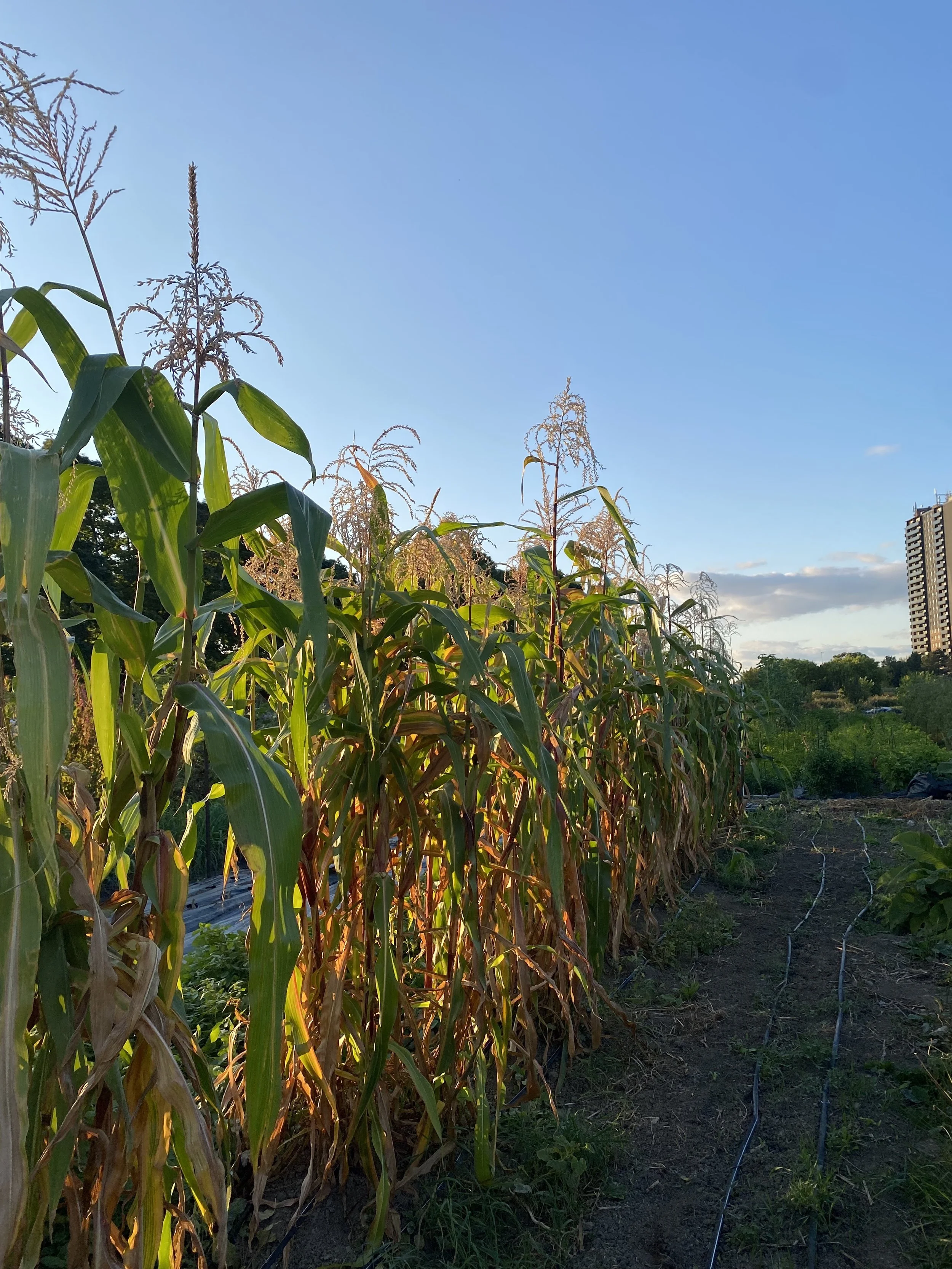 A farm that Kaitlin runs. A cornfield with tall green and yellow corn stalks under a clear blue sky, with a cityscape and trees in the background near sunset.