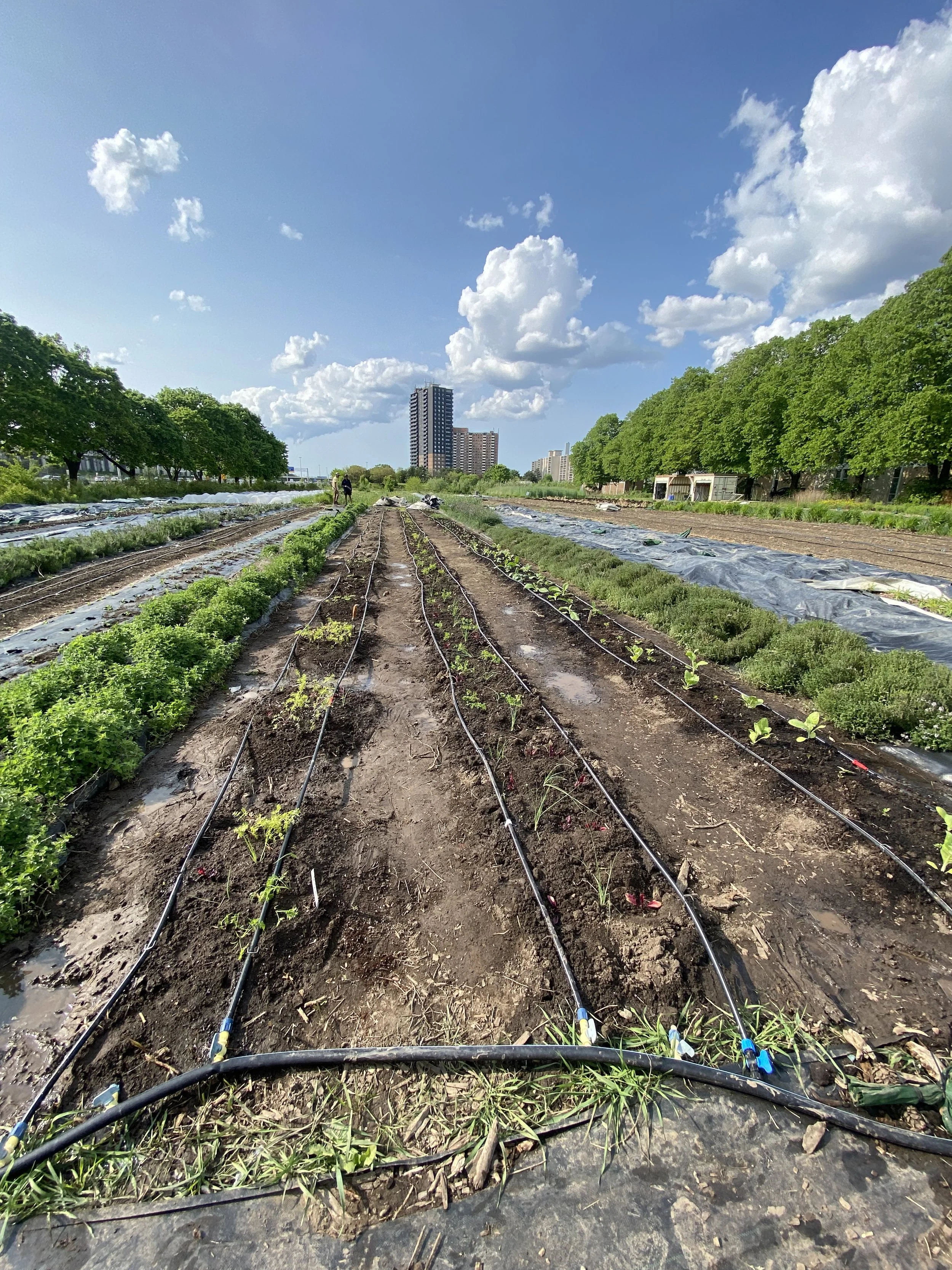 Tkaronto Plant Life Farm