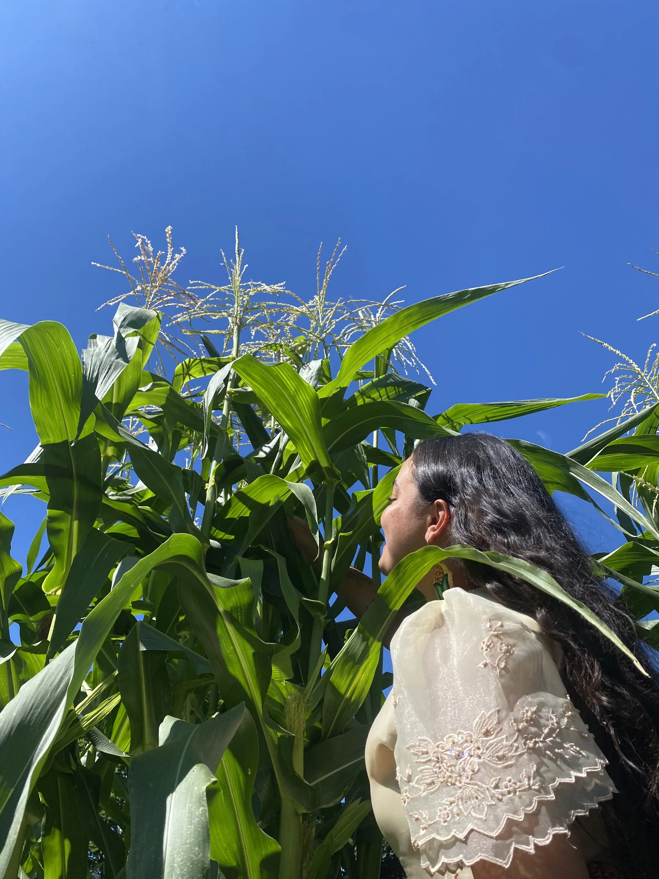 Kaitlin in a picture with corn she had grown at her farm. She has long dark hair wearing a white embroidered blouse called at Terno. She stands amidst tall green maize plants under a clear blue sky.