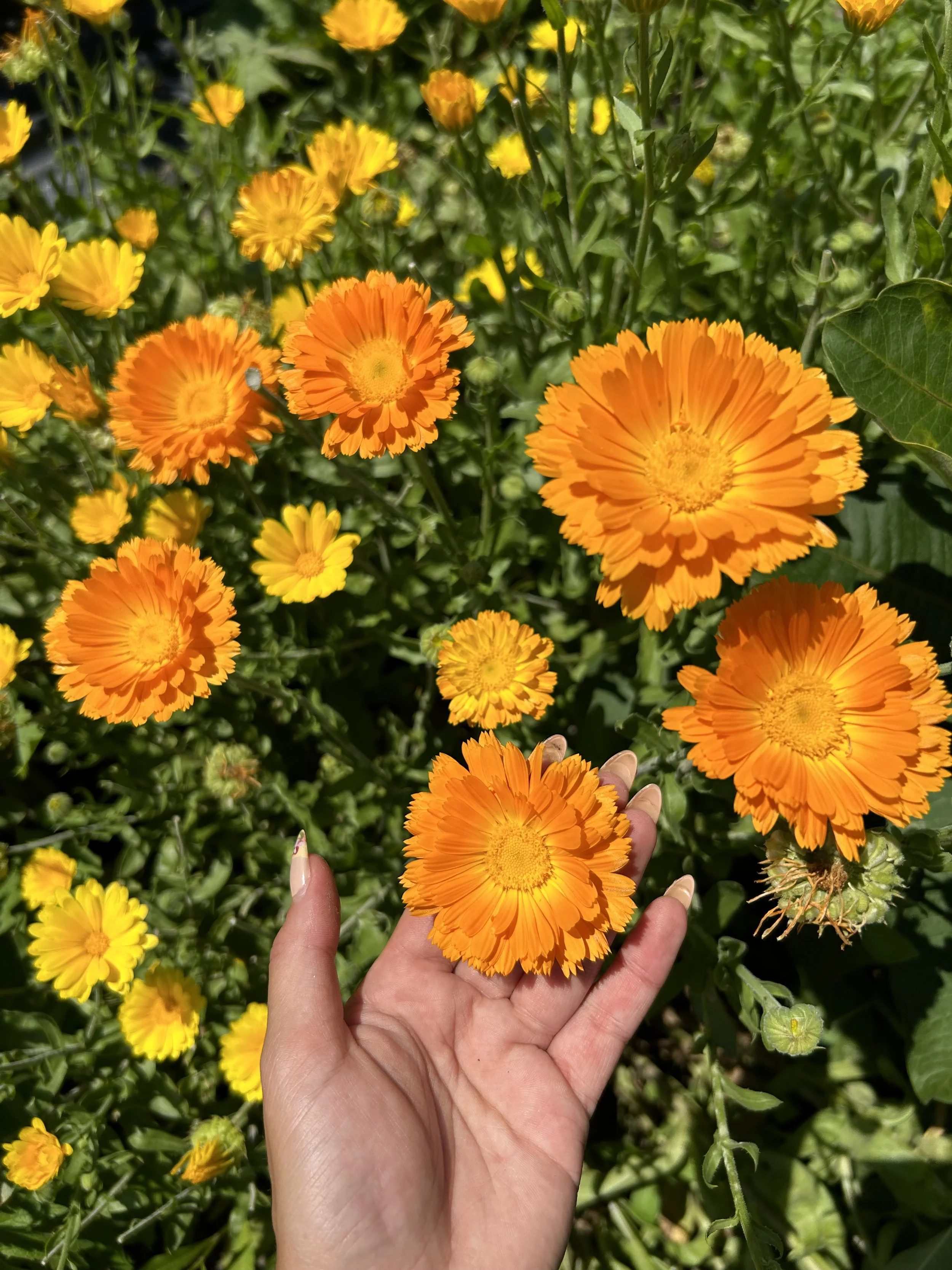 Kaitlin's hand holding bright Calendula flowers.