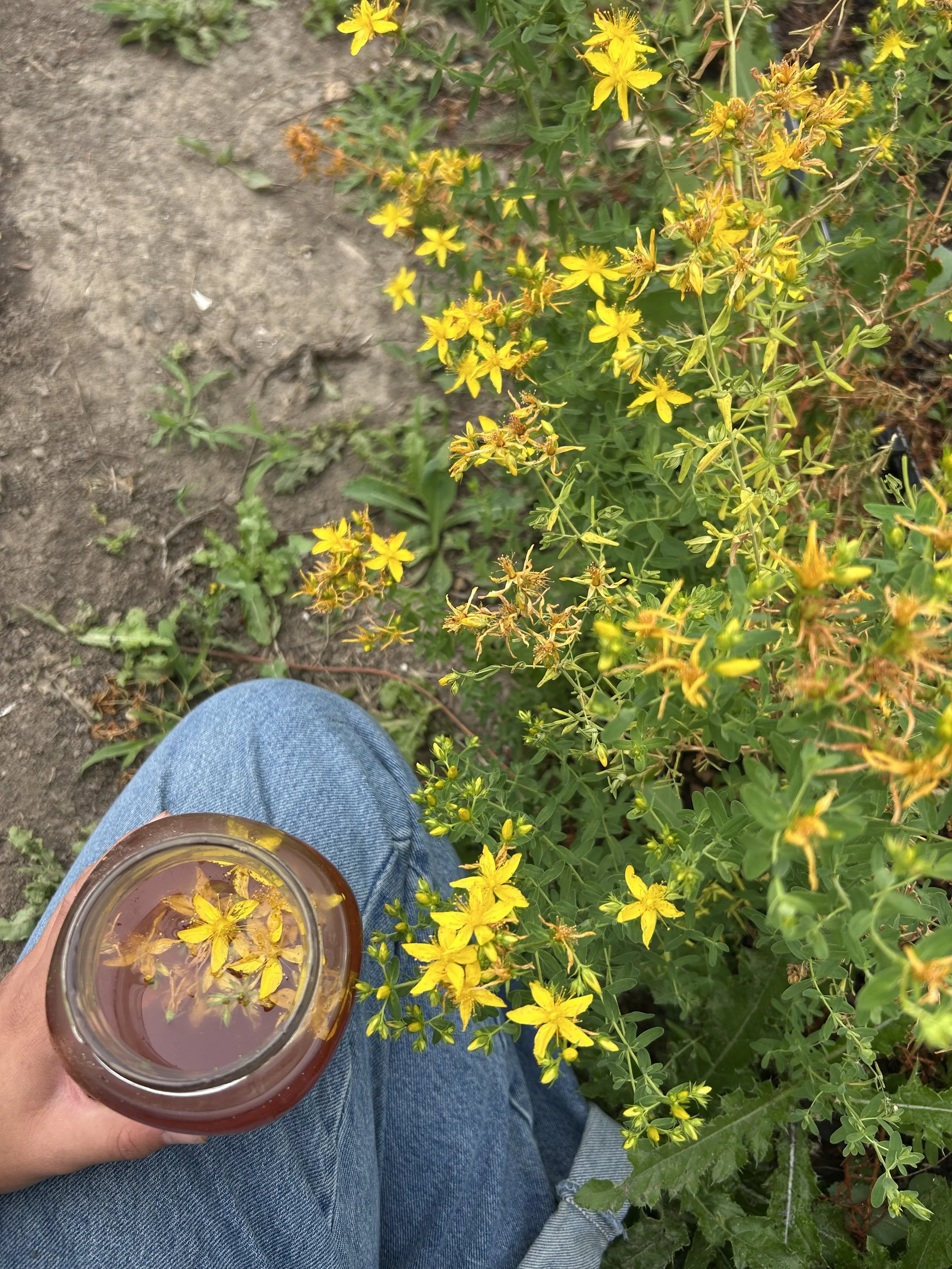 Kaitlin sitting on the ground holding a glass grapeseed oil, within it st john's wort flowers to make salve sold at Ate Kays Farm.