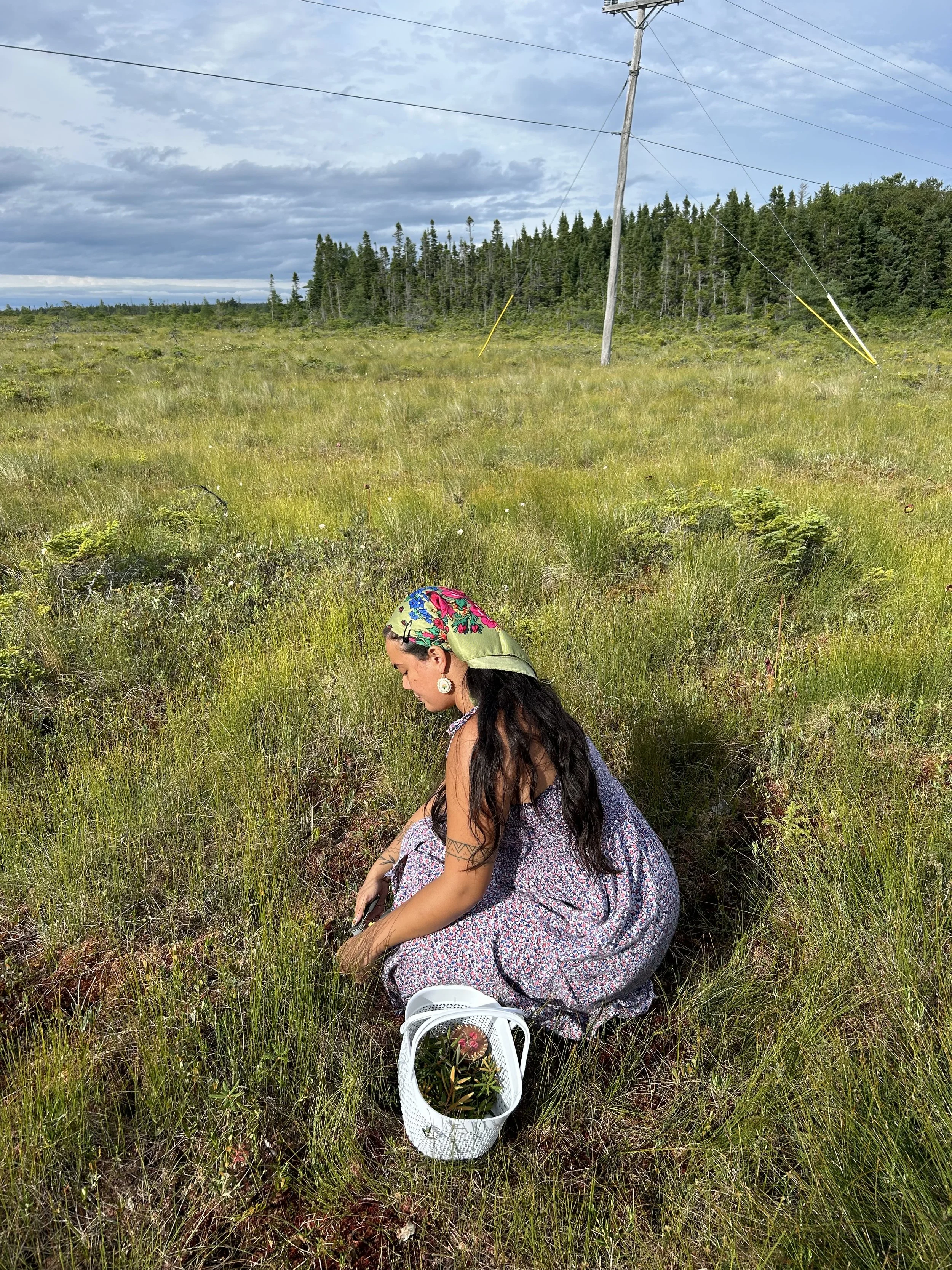 Kaitlin harvesting in Ktaqmkuk. Long floral dress and scarf.