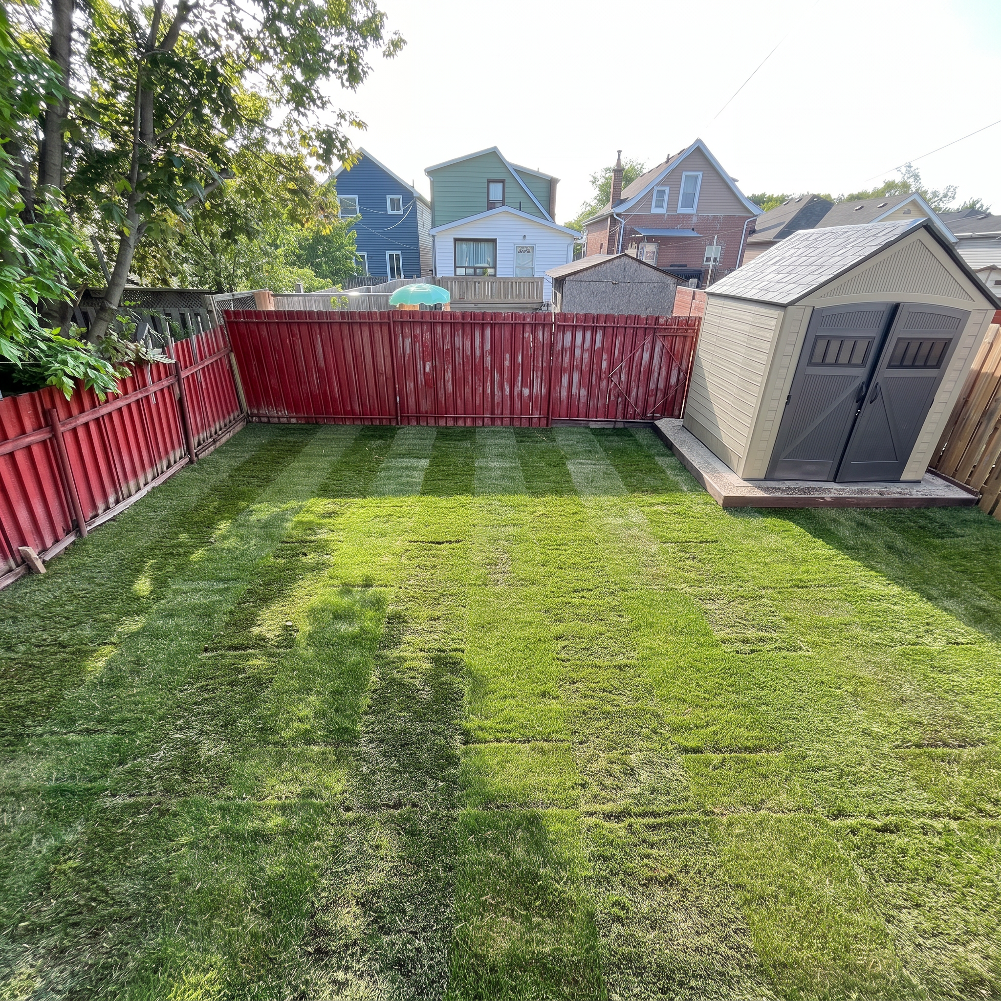 A backyard with fresh green grass, a red wooden fence, several houses in various colors, a shed, and a tree on the left side, with bright sunlight overhead.