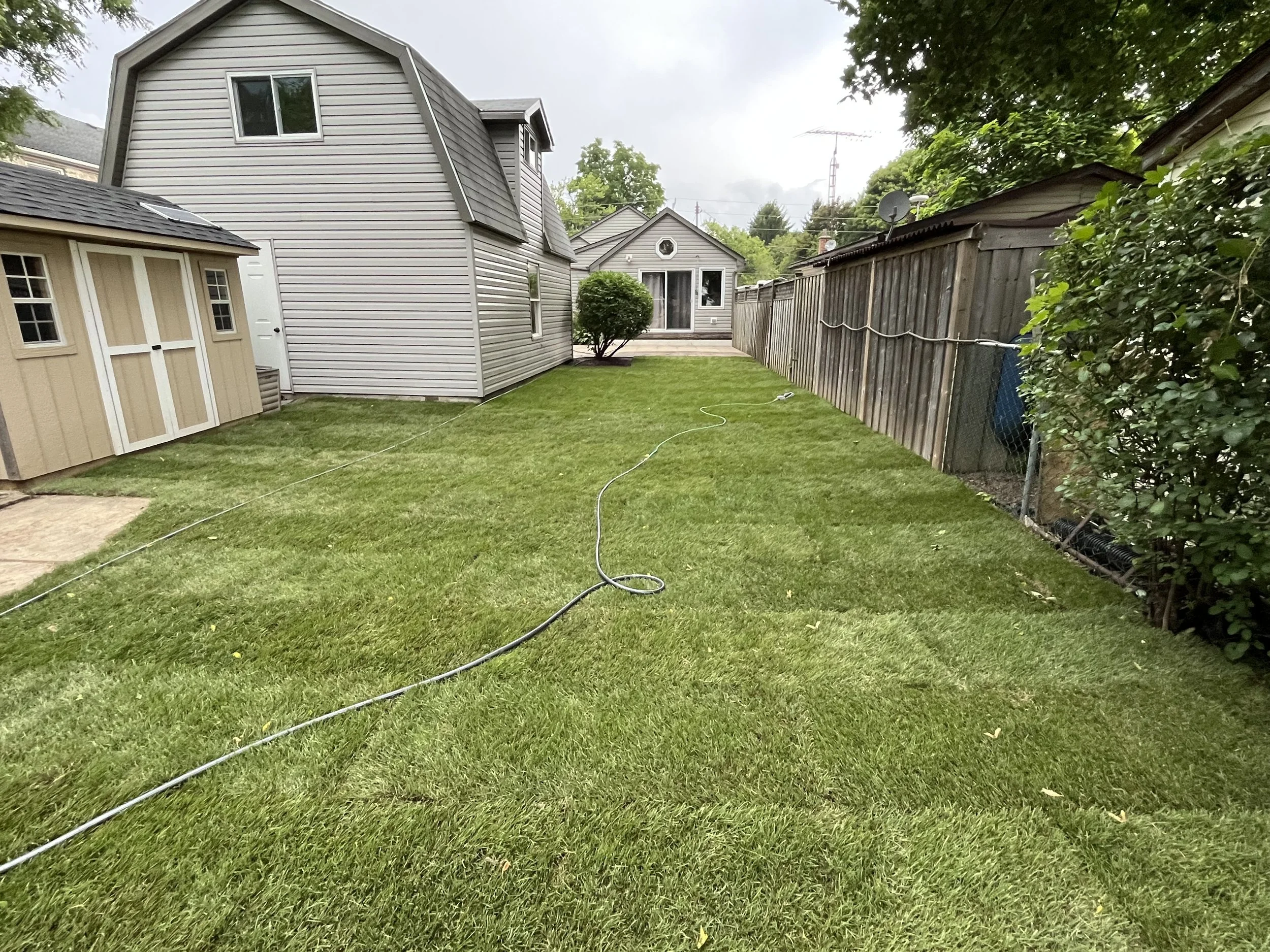 A backyard with green grass, a small shed, a house, and a fence, with a garden hose on the lawn.
