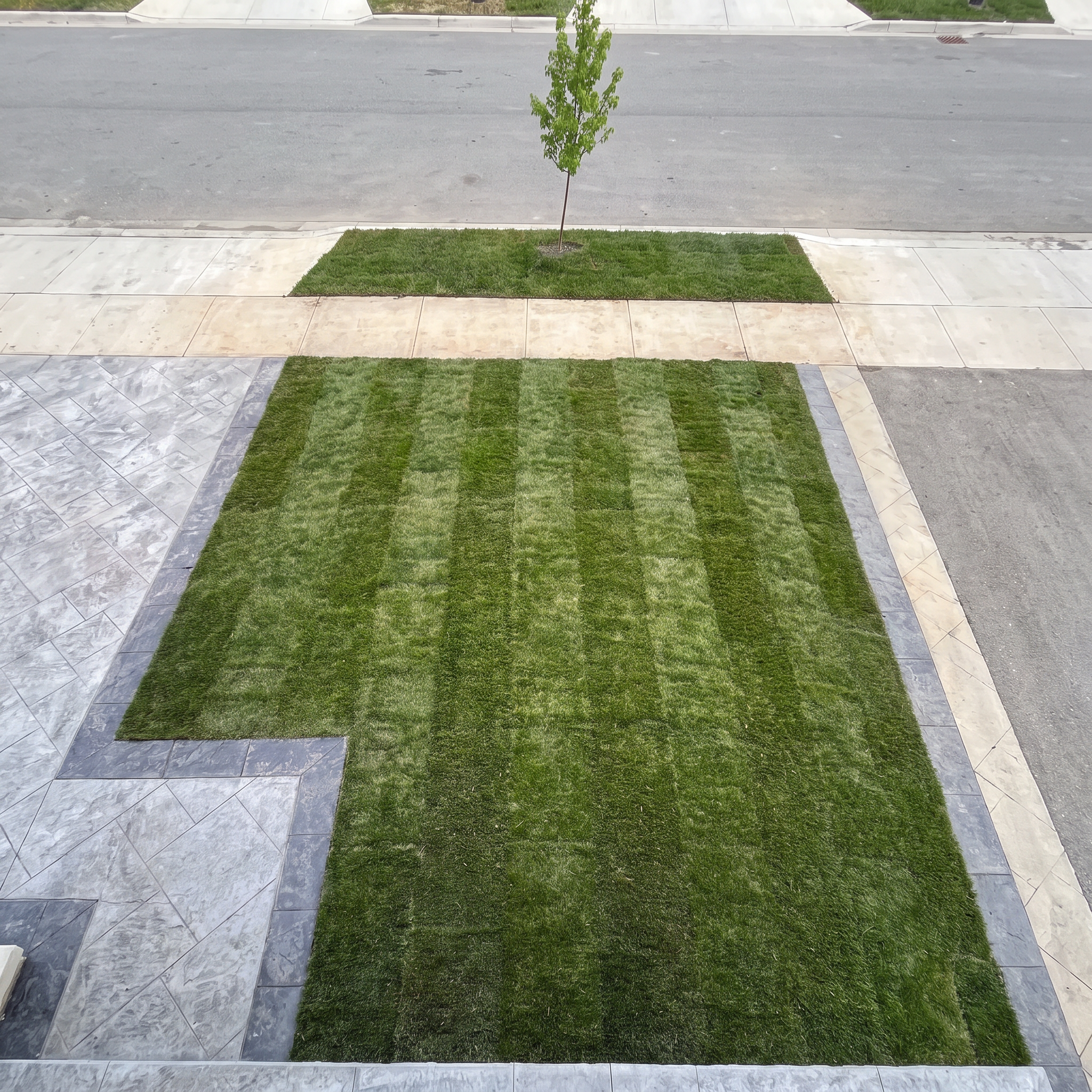 A small tree planted in a square patch of green grass on a sidewalk next to a street with an asphalt road and concrete curbs.