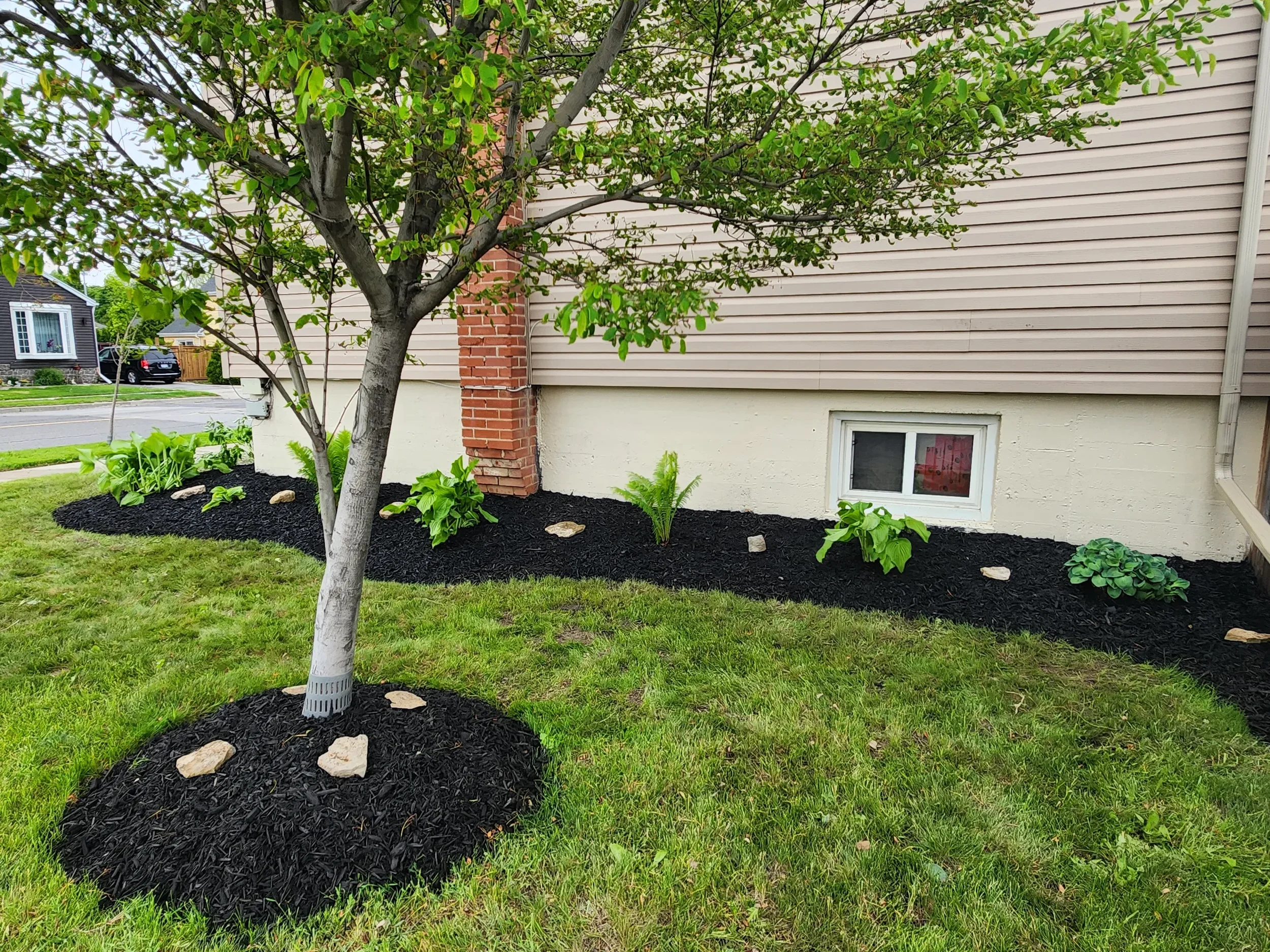 A small tree in a landscaped yard with dark mulch and decorative stones, next to a beige house with siding and a window.