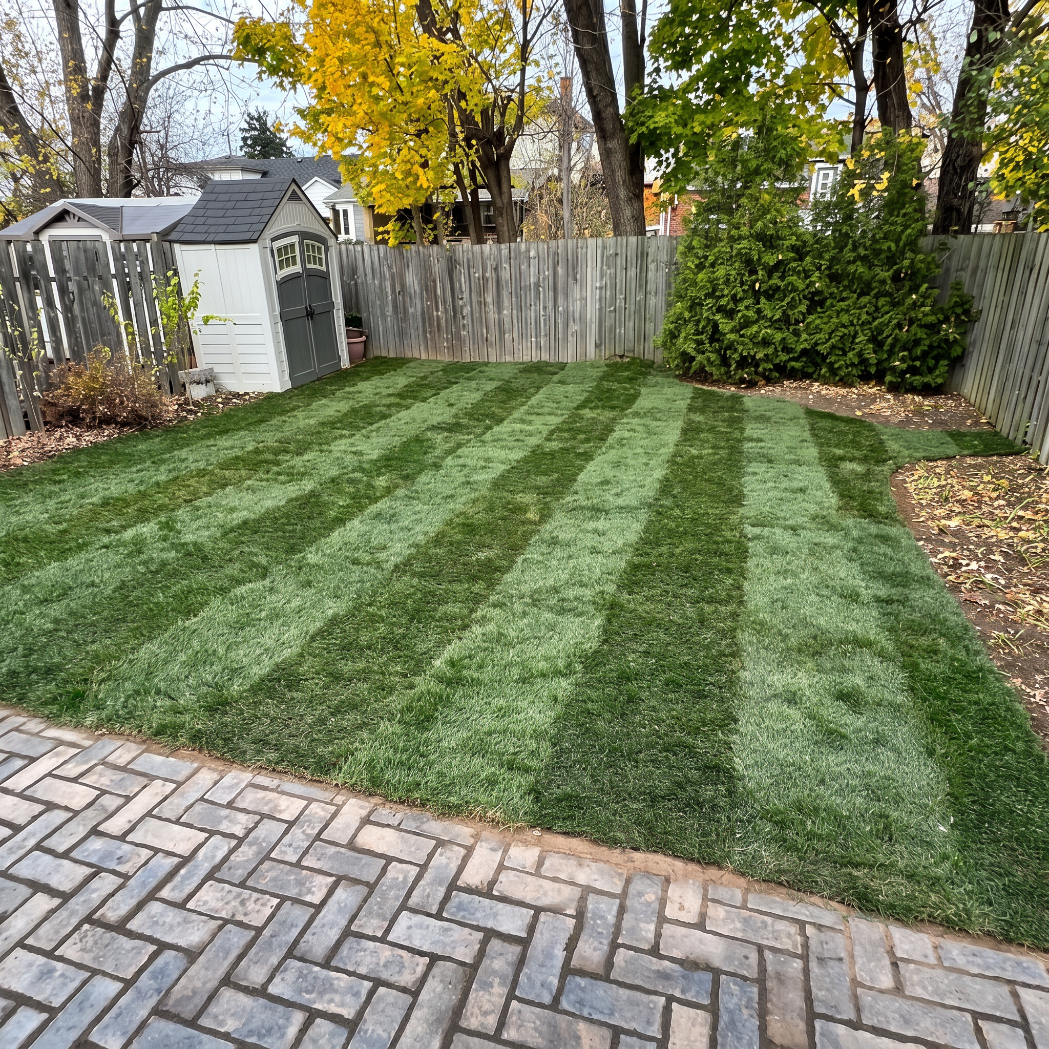 A backyard scene with a patch of neatly mowed grass, a small white shed with gray door, a potted plant beside the shed, a wooden fence, and trees with yellow and green leaves, some of which have lost most of their leaves, indicating fall.