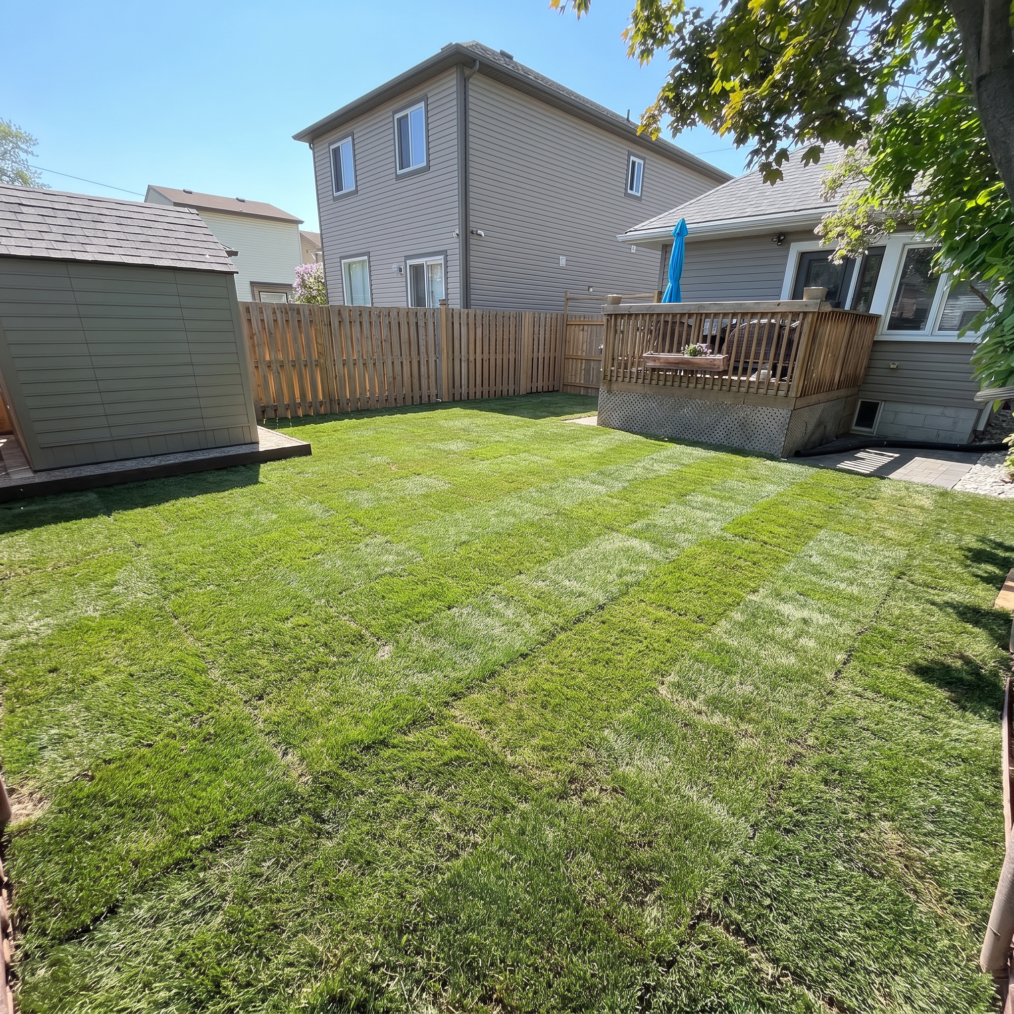 A backyard with a freshly mowed green lawn, a wooden fence, a small outbuilding, and a gray house with a deck and a blue umbrella, with trees and houses in the background under a clear blue sky.