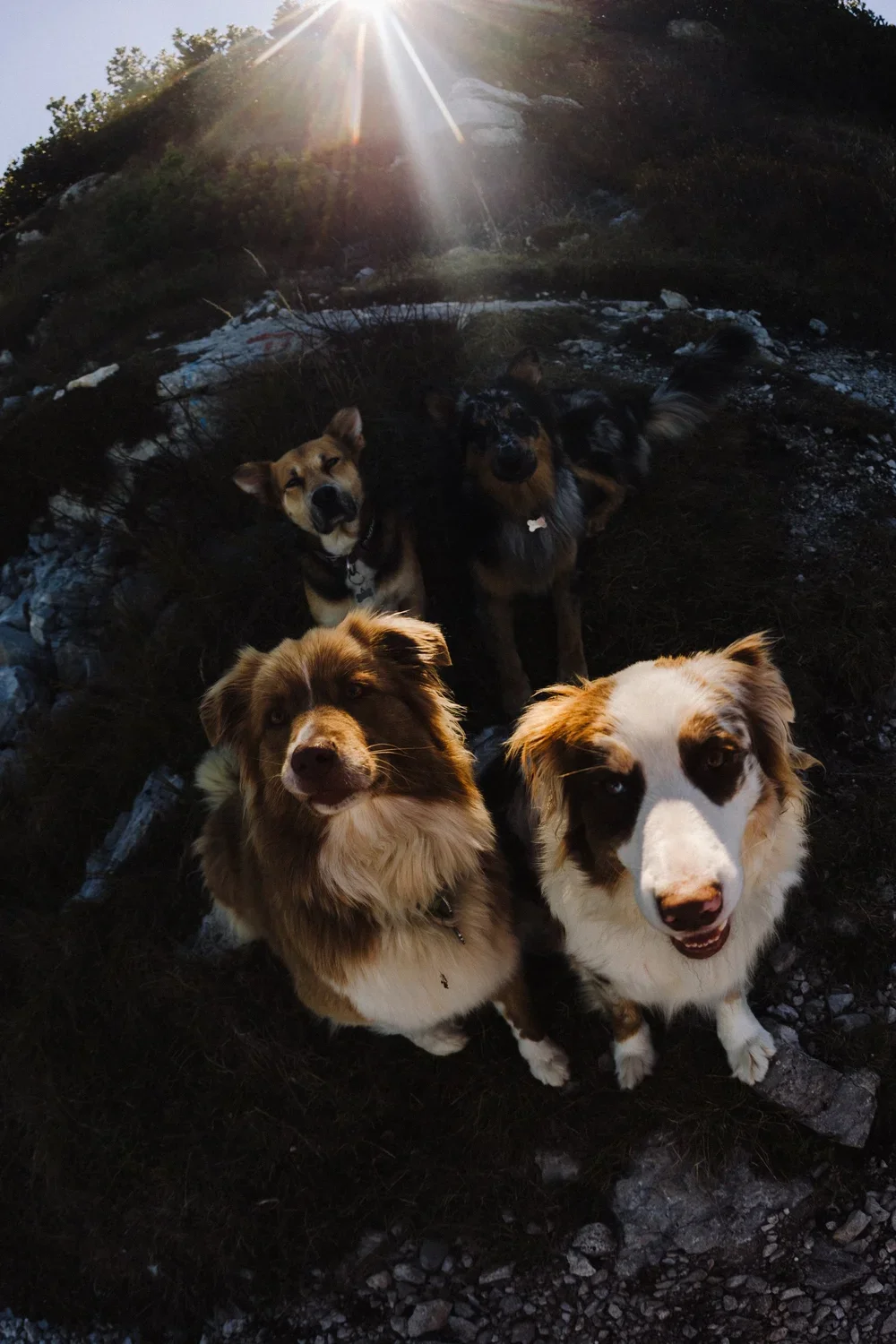 Four dogs sitting outdoors with a waterfall and sunlight in the background.