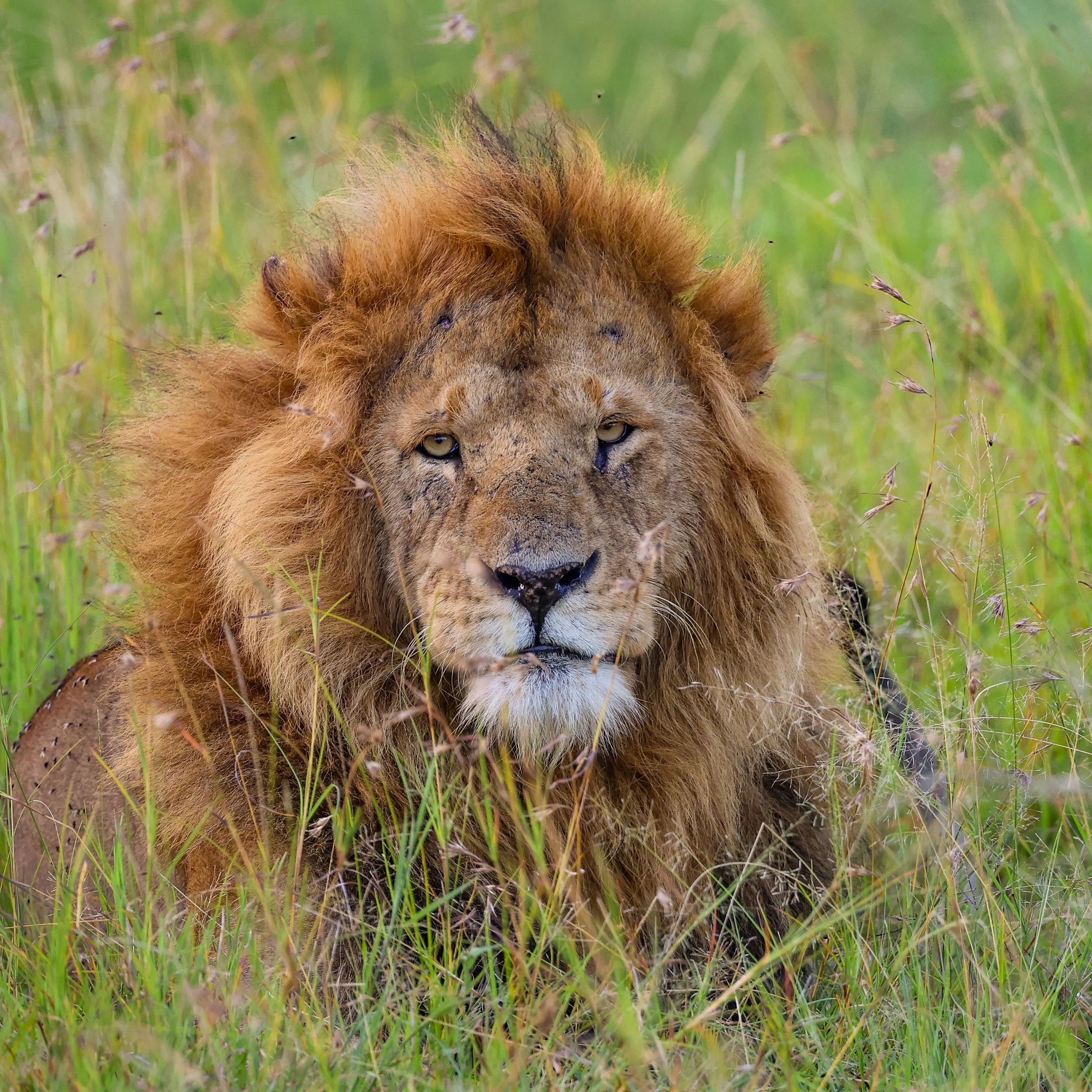 🦁✨ Happy National Lion Day! ✨🦁

One of our favorite travel memories from our recent safari &mdash; getting to see these incredible animals up close and in their natural habitat. There&rsquo;s truly nothing quite like watching a lion in the wild. 📷