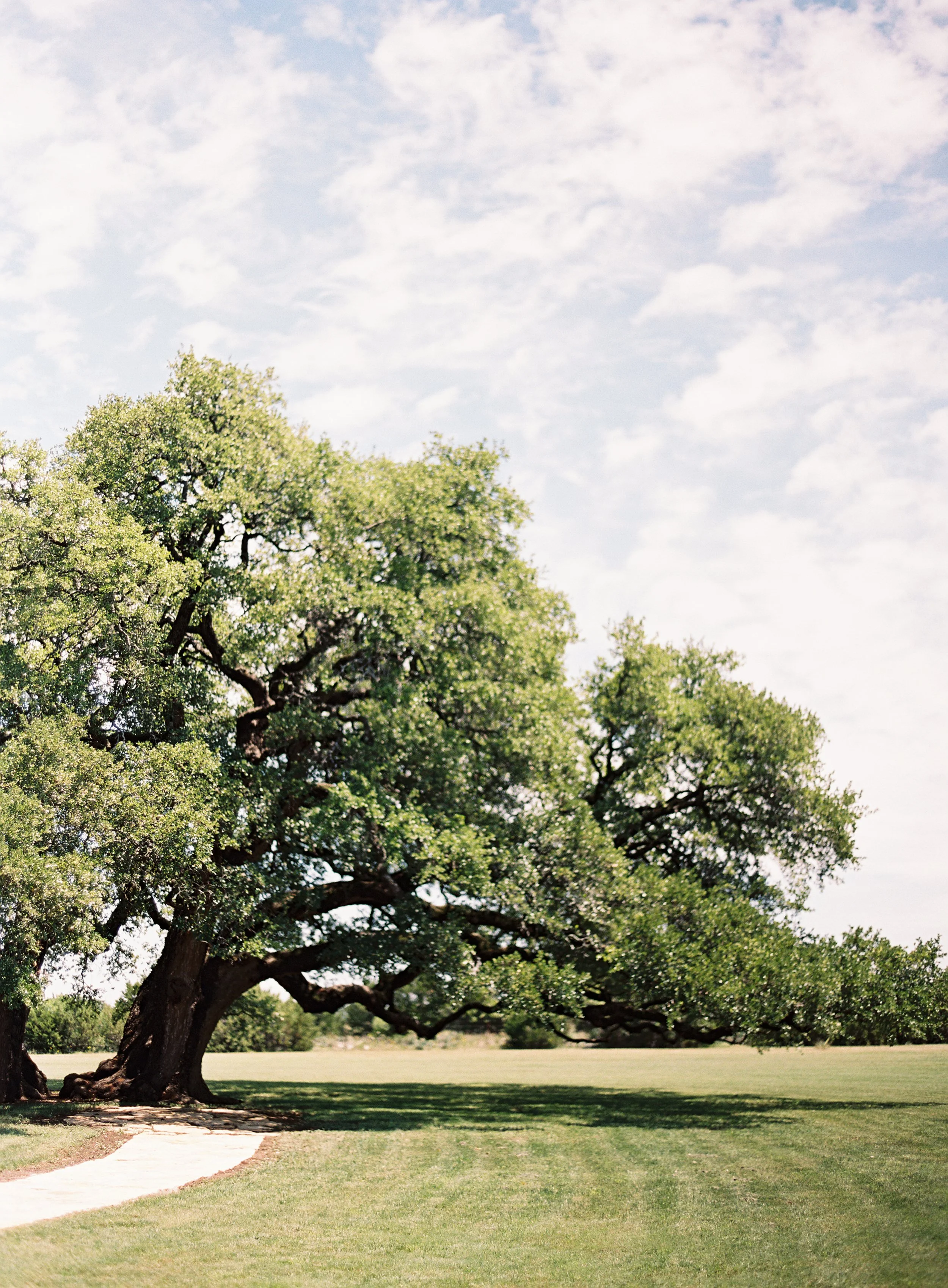 Large sprawling tree with green leaves and a thick trunk in a park, under a partly cloudy sky.