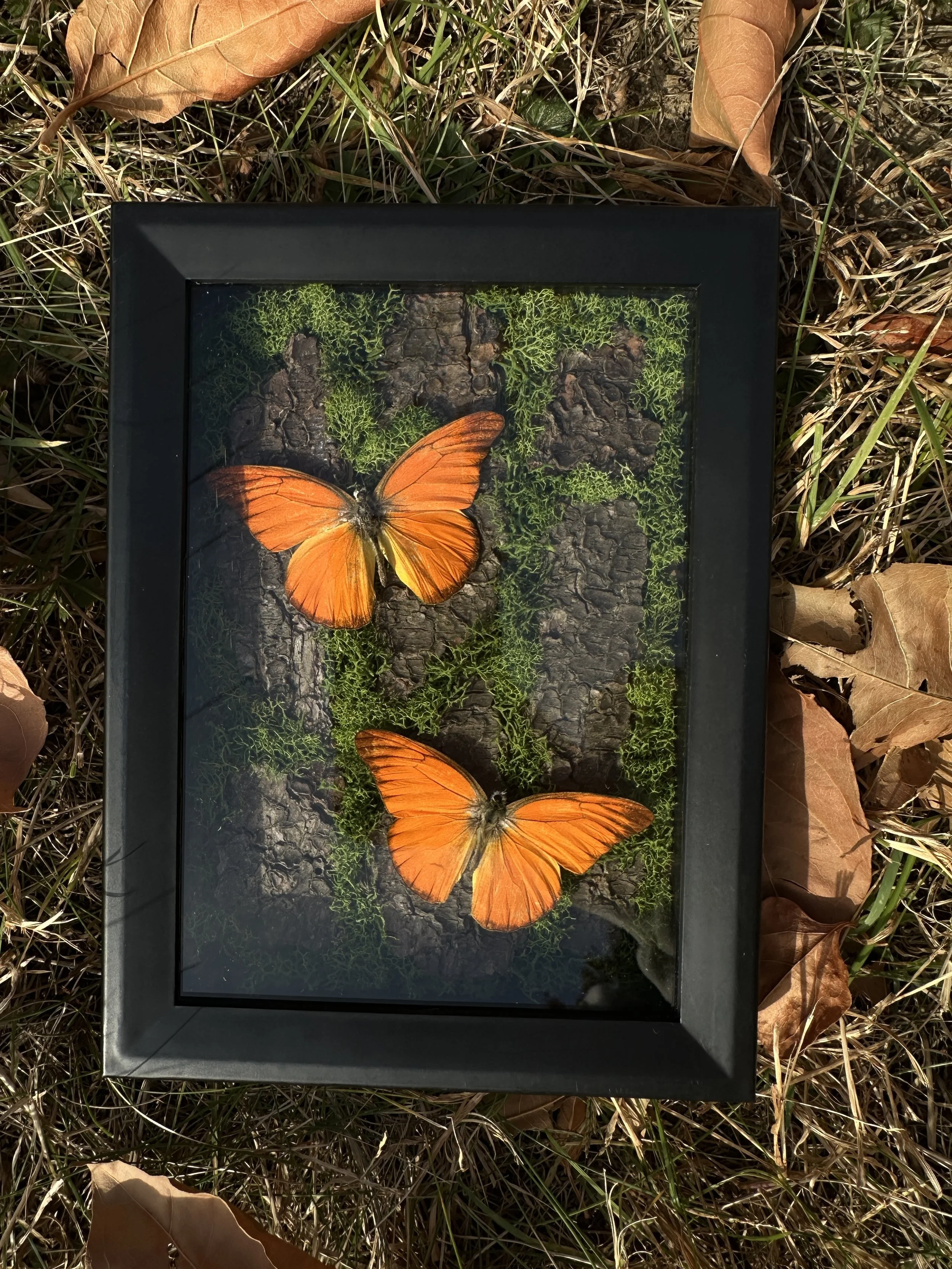 orange albatross butterflies frame