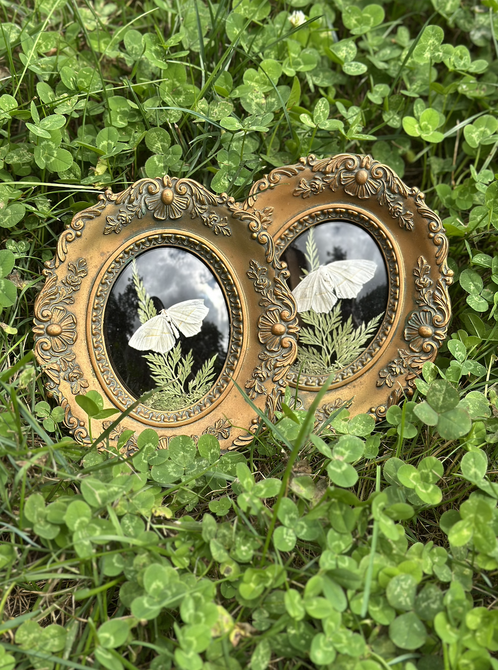 white moth small frame