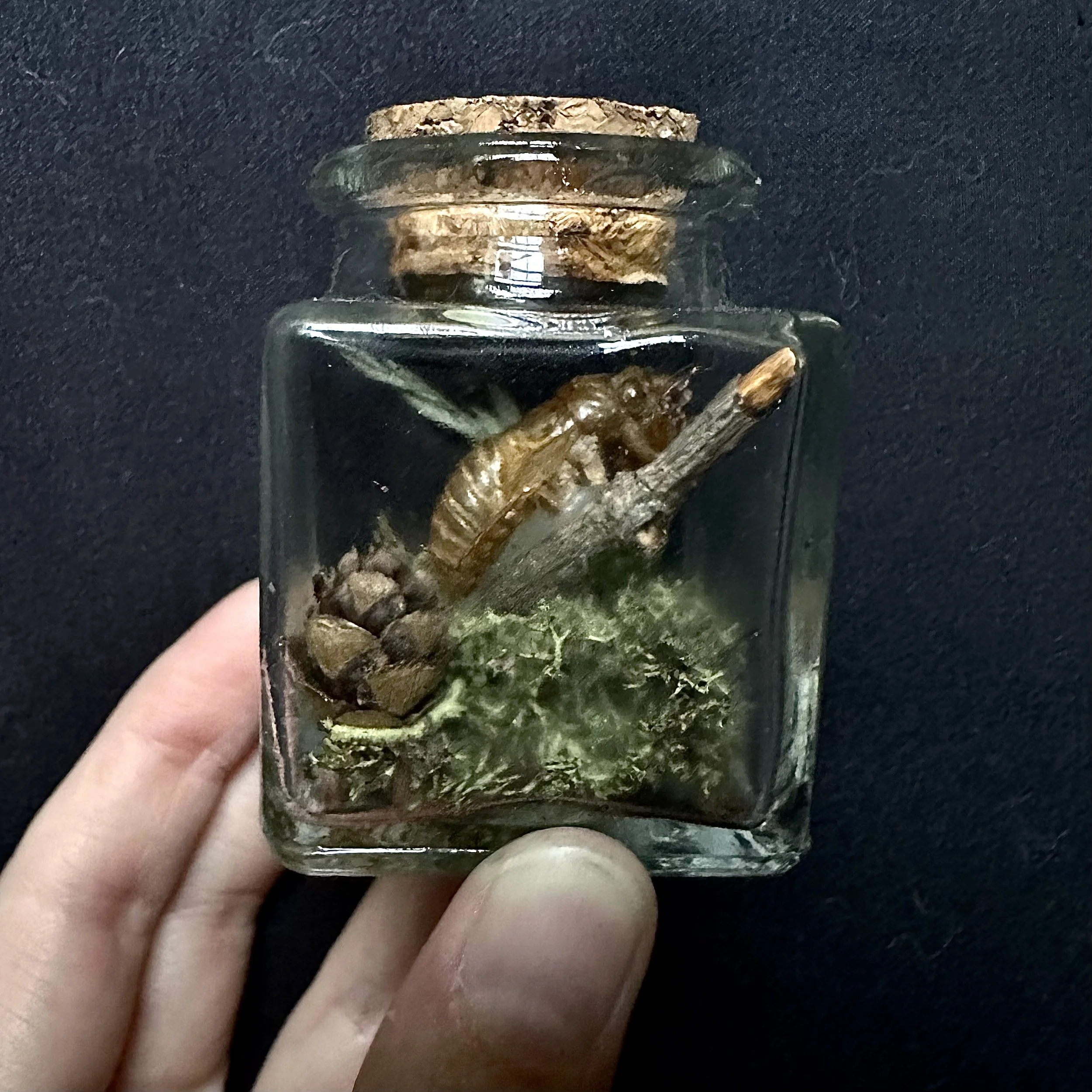 Cicada Shell Mini Jar
