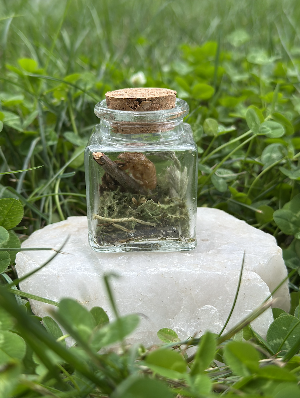 cicada shell mini jar