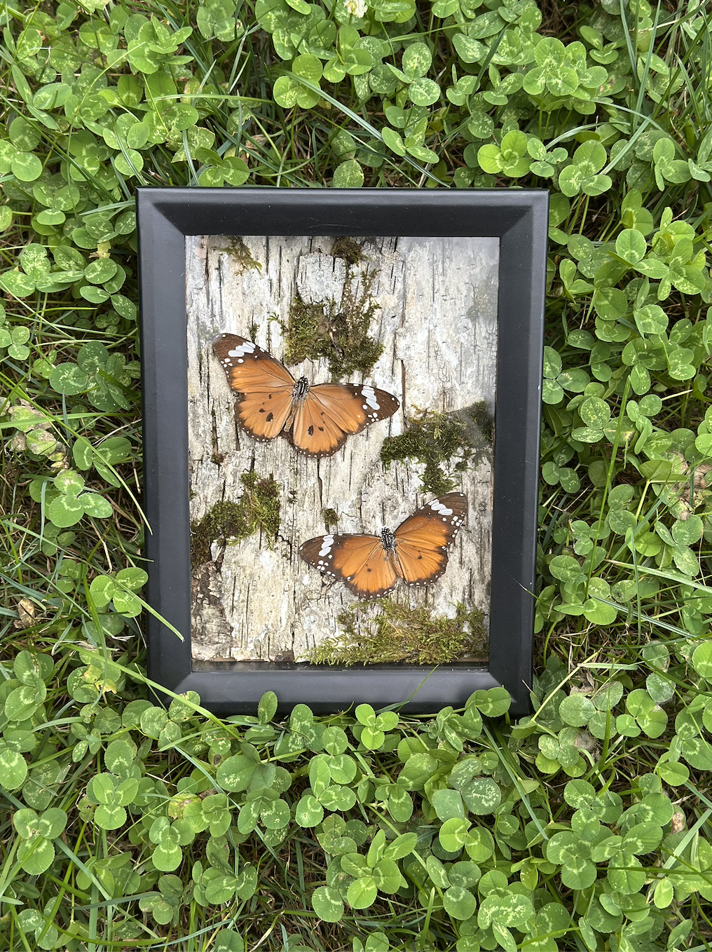 tiger butterflies frame
