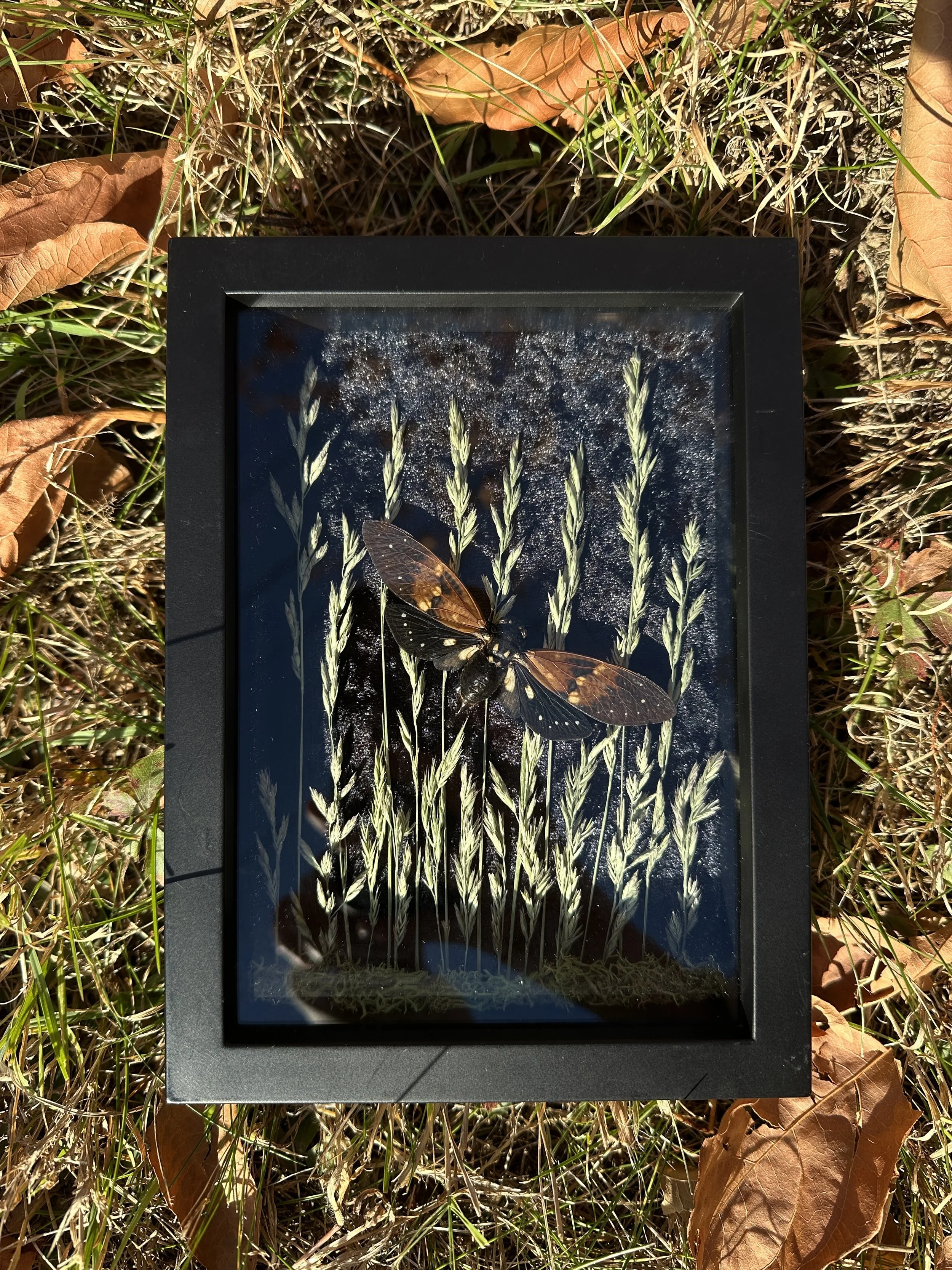 ambra cicada frame