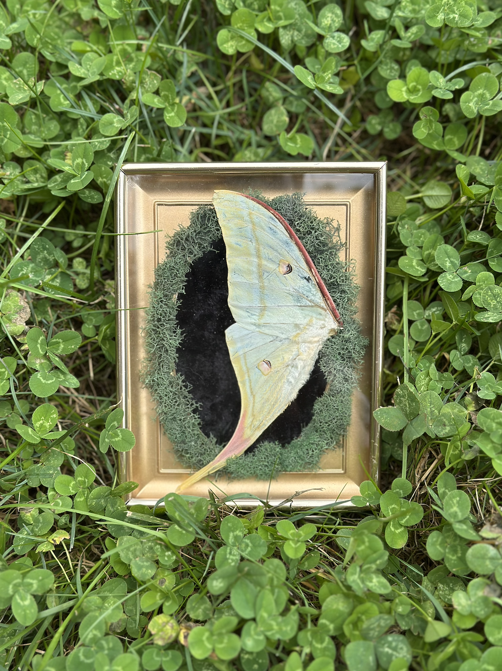 luna moth wing frame