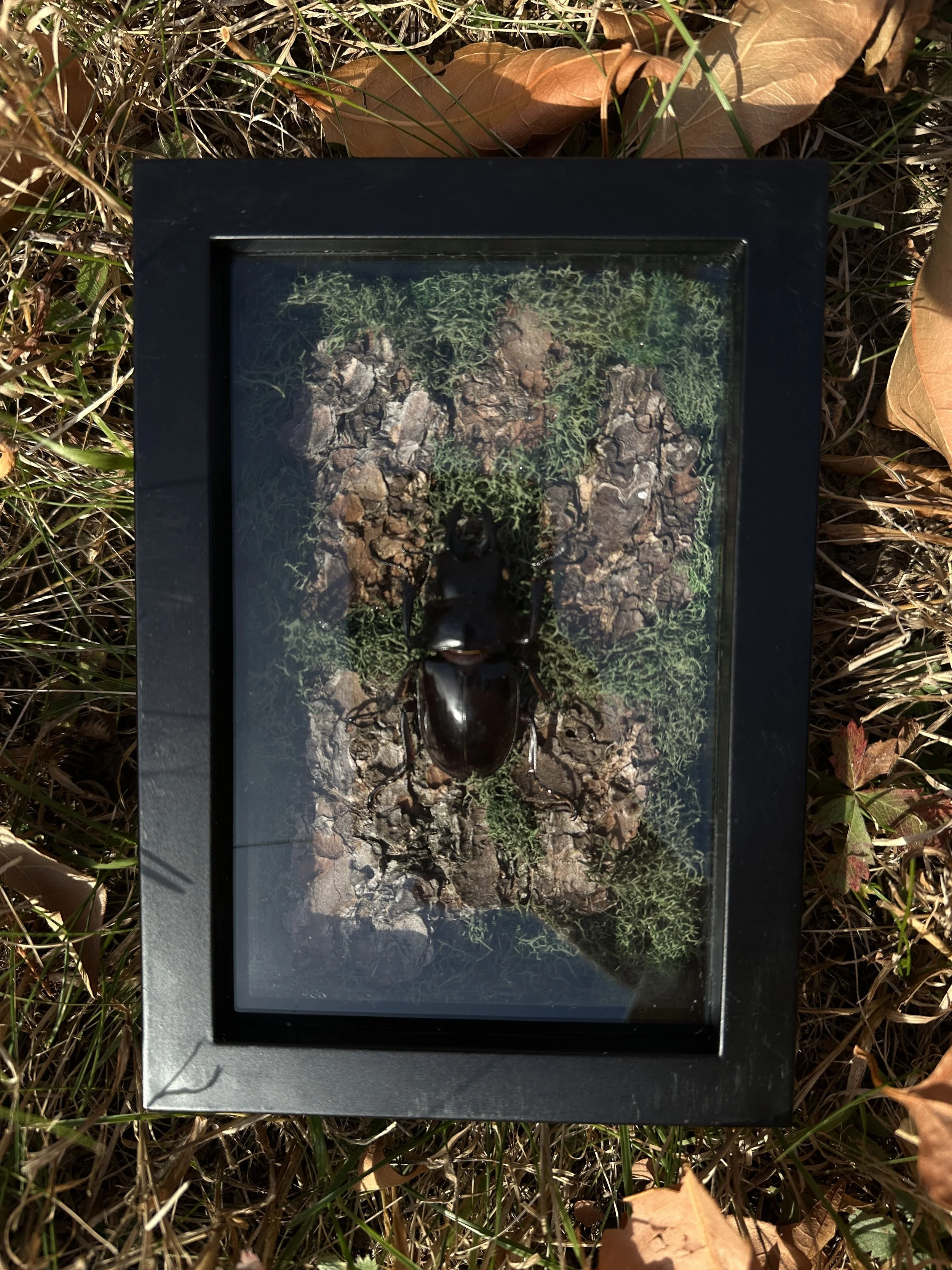 stag beetle frame
